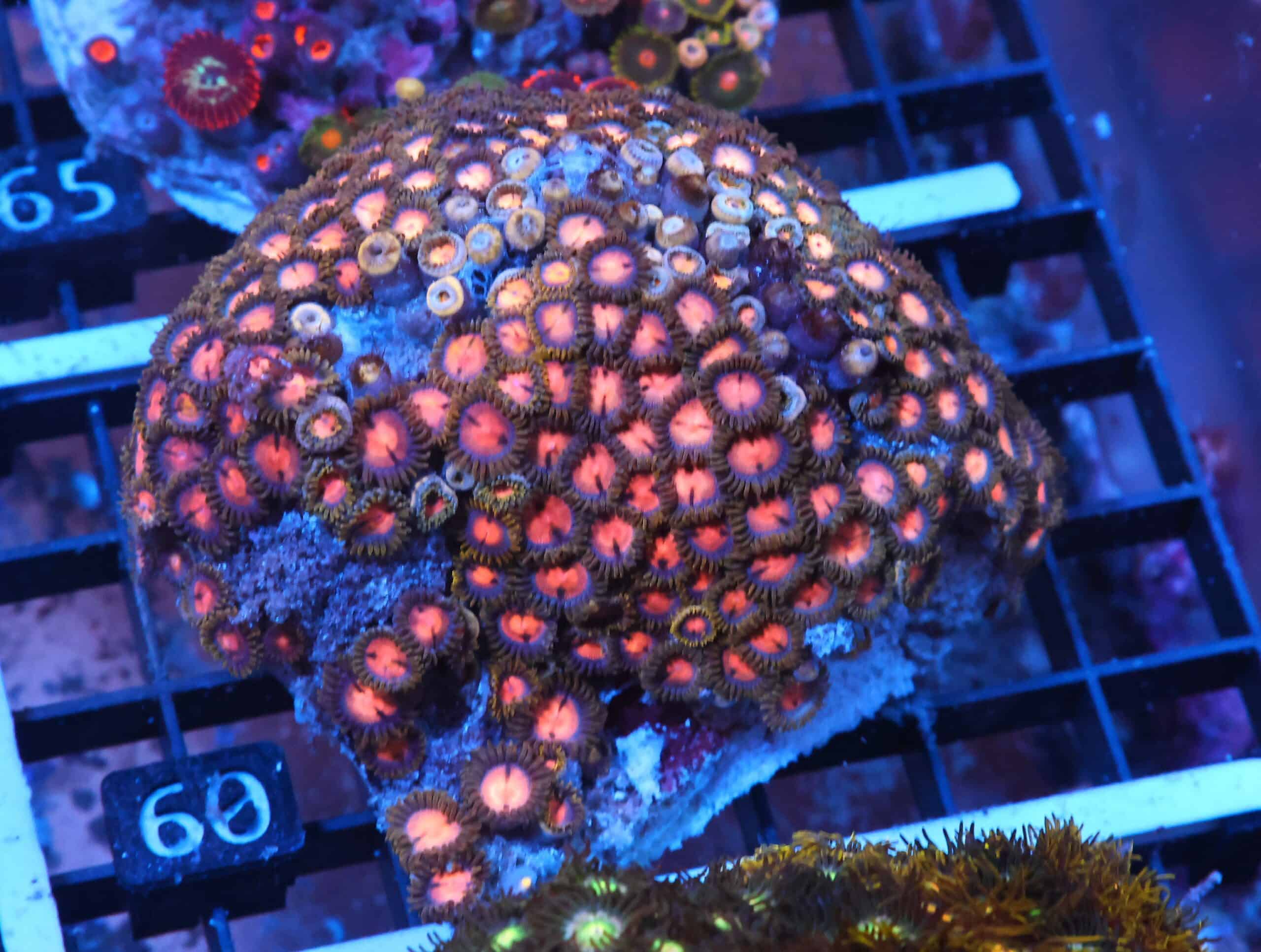 X60 - INDO COMBO ZOA ROCK