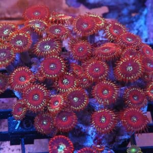X70 - INDO RED MAGICIAN ZOA