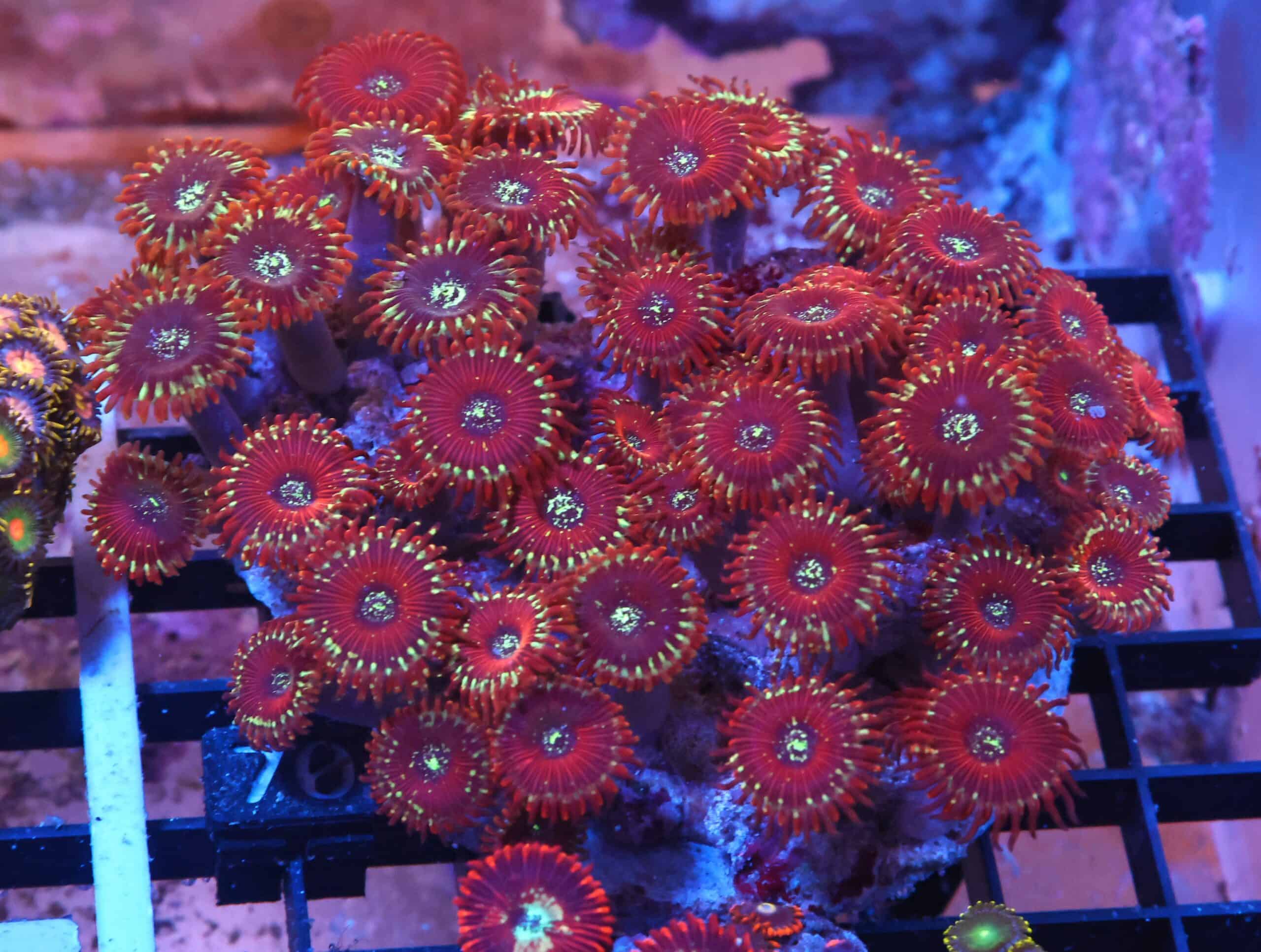 X70 - INDO RED MAGICIAN ZOA