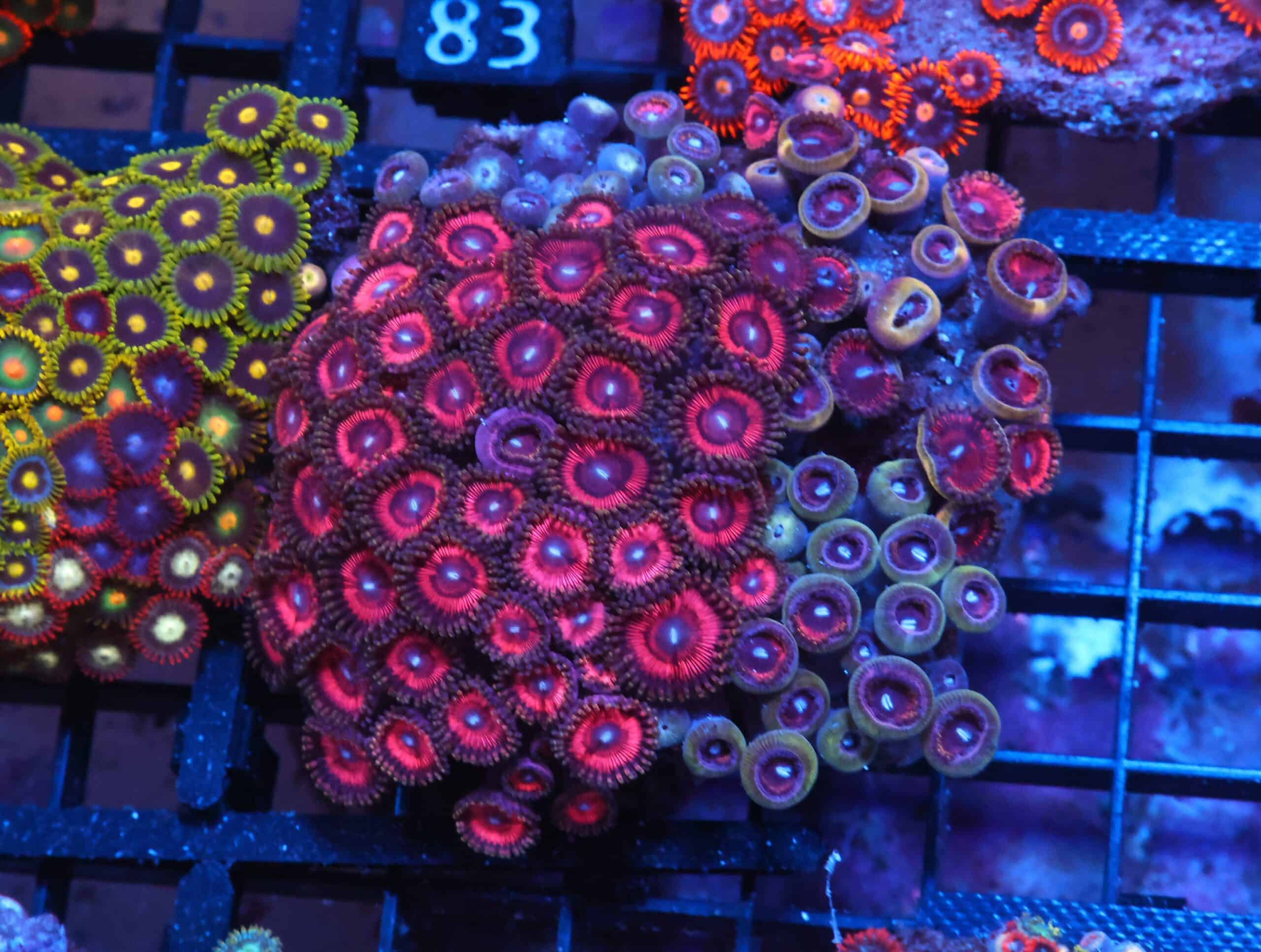 X78 - INDO HOT PINK ZOA