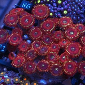 X81 - INDO RED MAGICIAN ZOA