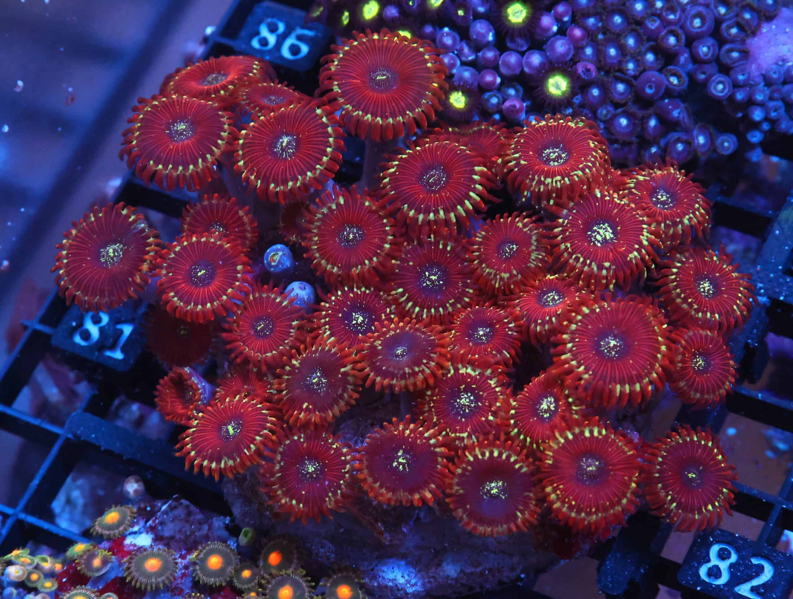 X81 - INDO RED MAGICIAN ZOA