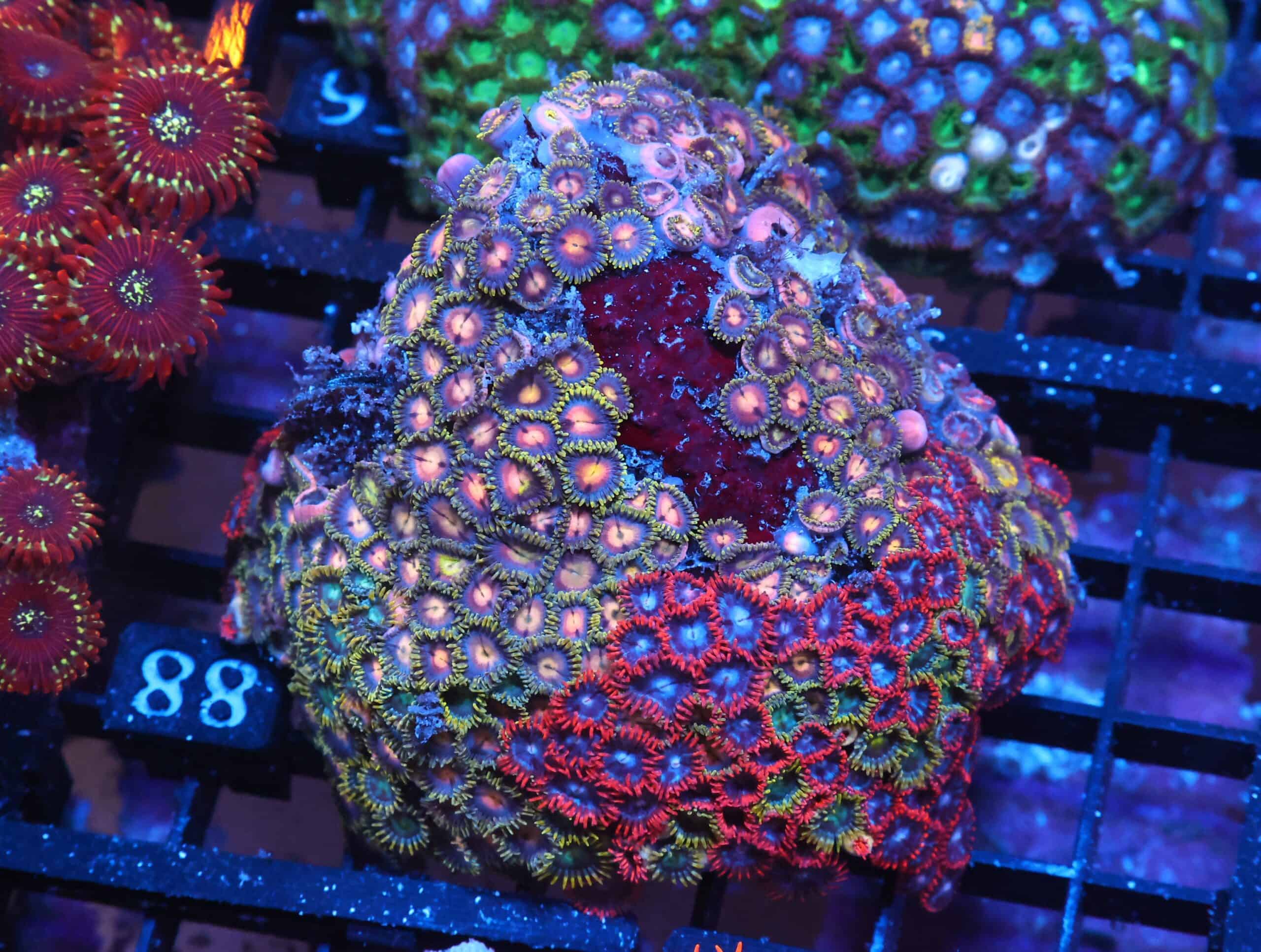 X88 - INDO COMBO ZOA ROCK