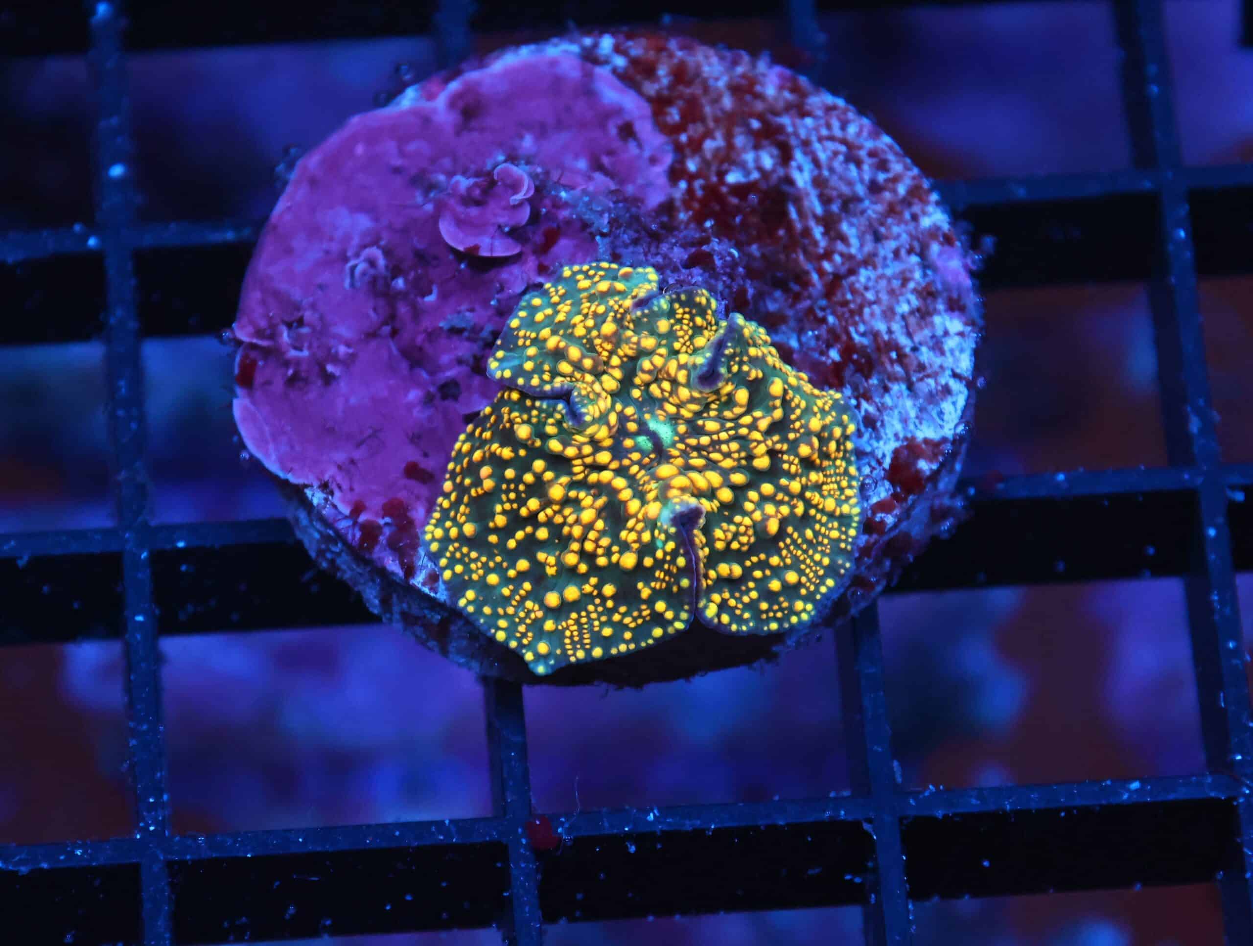 X95 - INTERSTELLAR DISCO MUSHROOM CULTURED