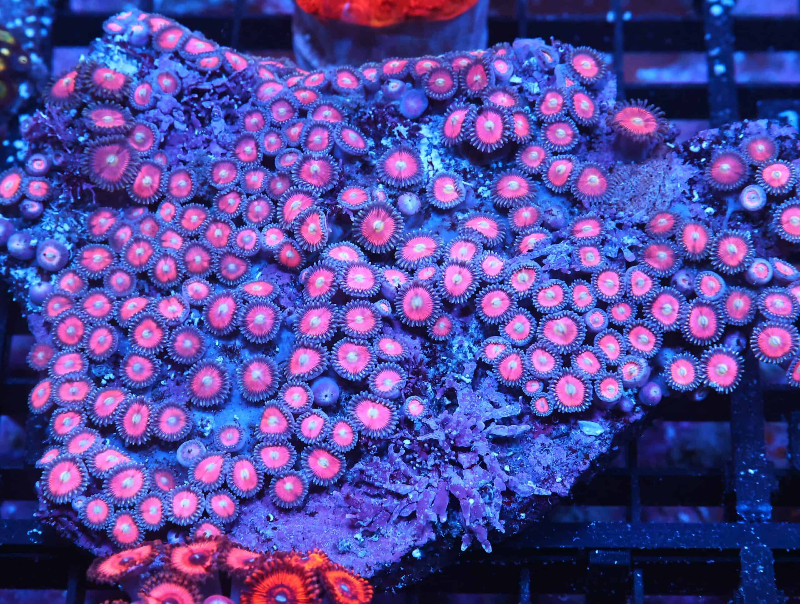X99 - INDO SUPER PINK ZOA