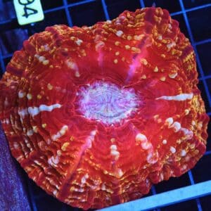 B04 -INDO FIRE JEWEL CYNARINA