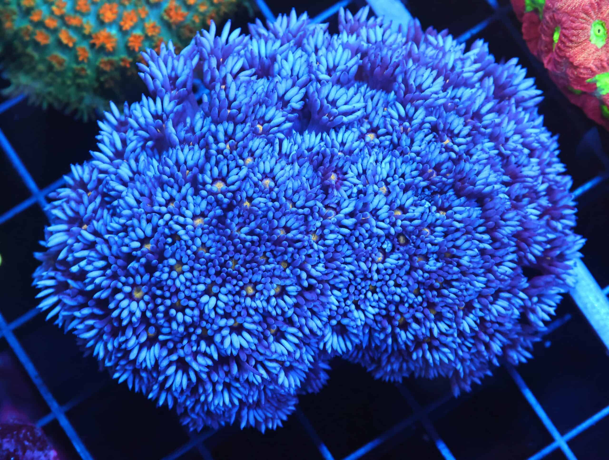 B03 -AUSSIE BLUE GONIOPORA