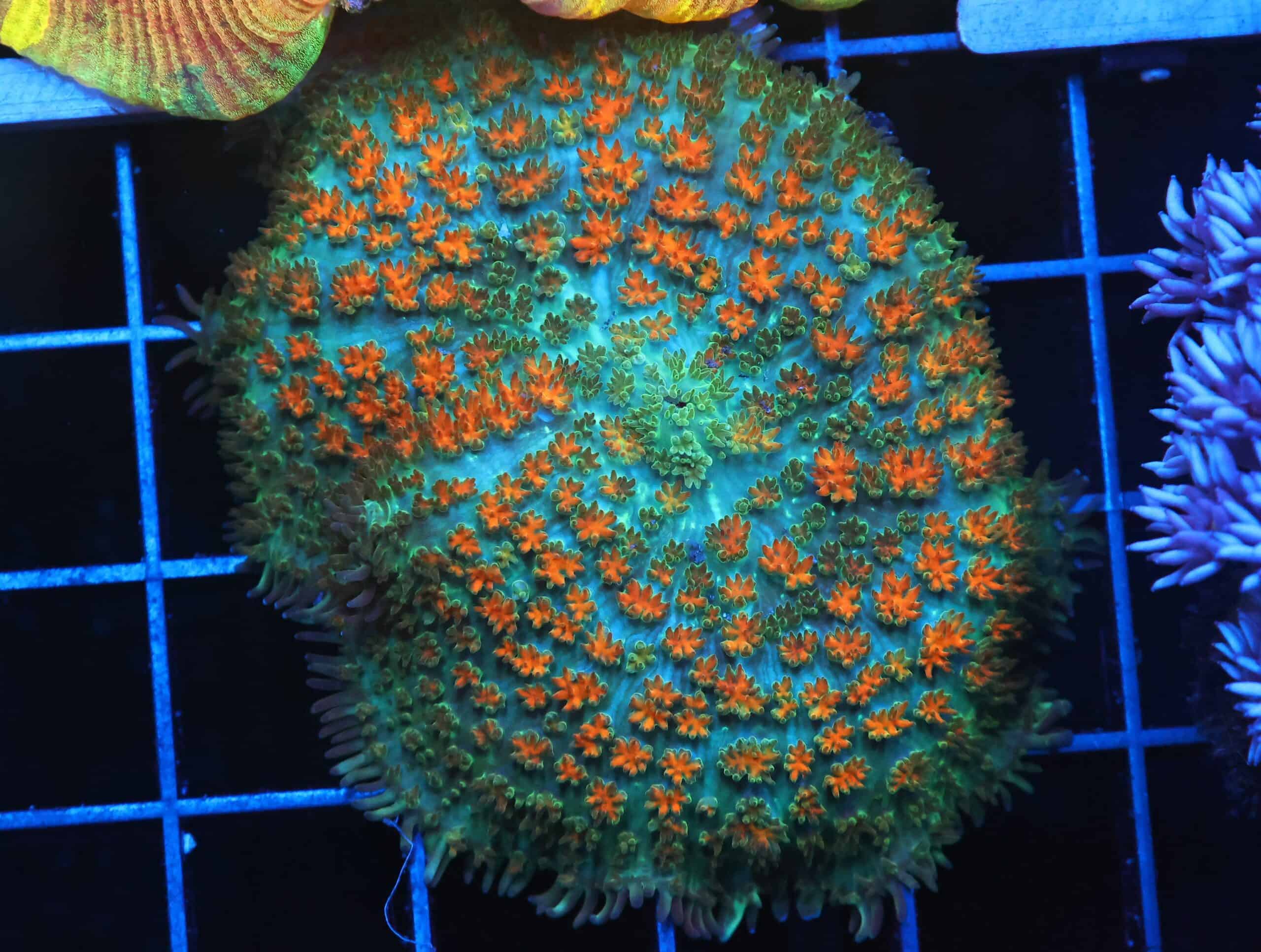 B02 -JUNGLE FIRE CARPET RHODACTIS MUSHROOM