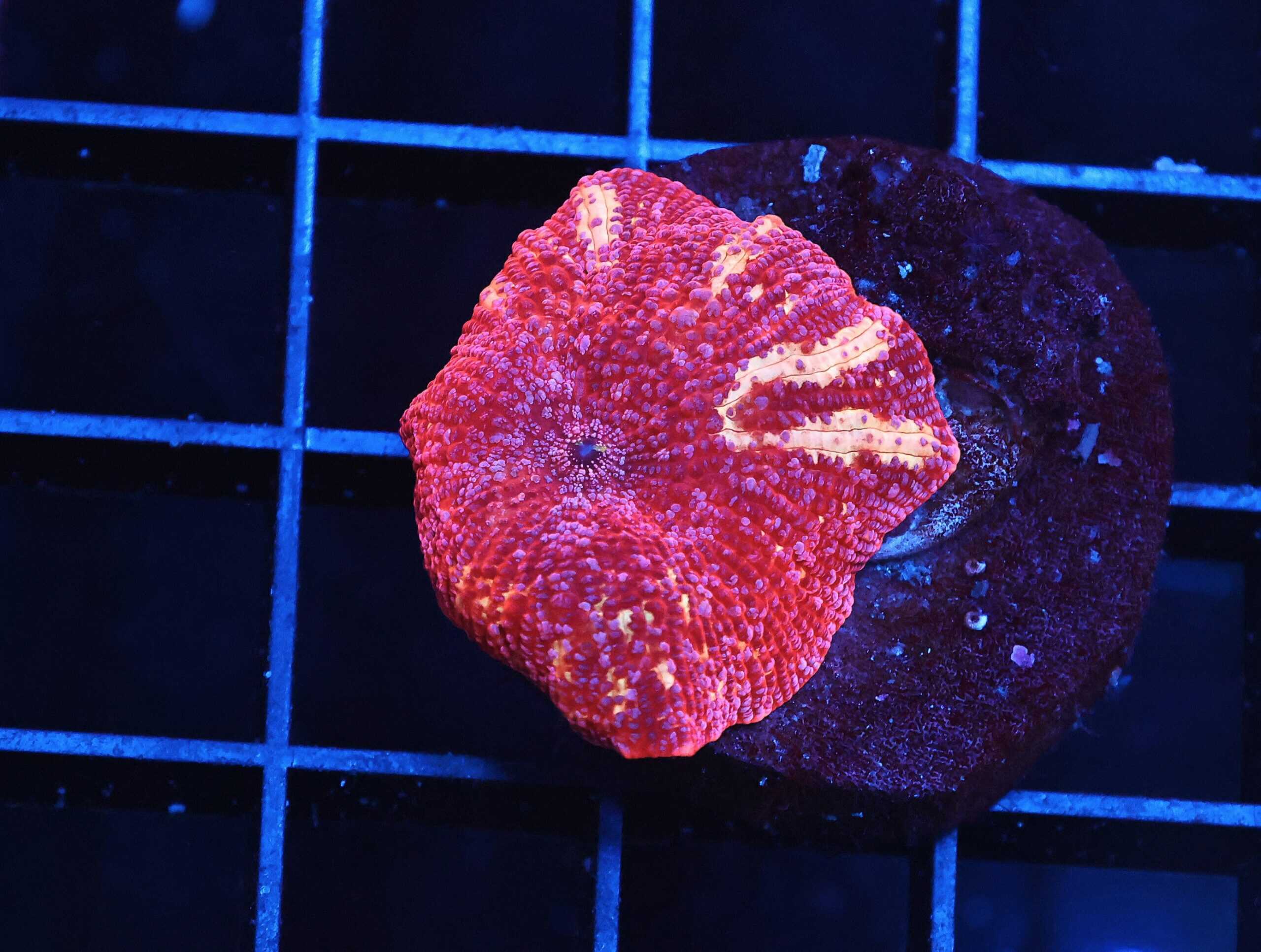 B06 -TIGER LILLY DISCO MUSHROOM