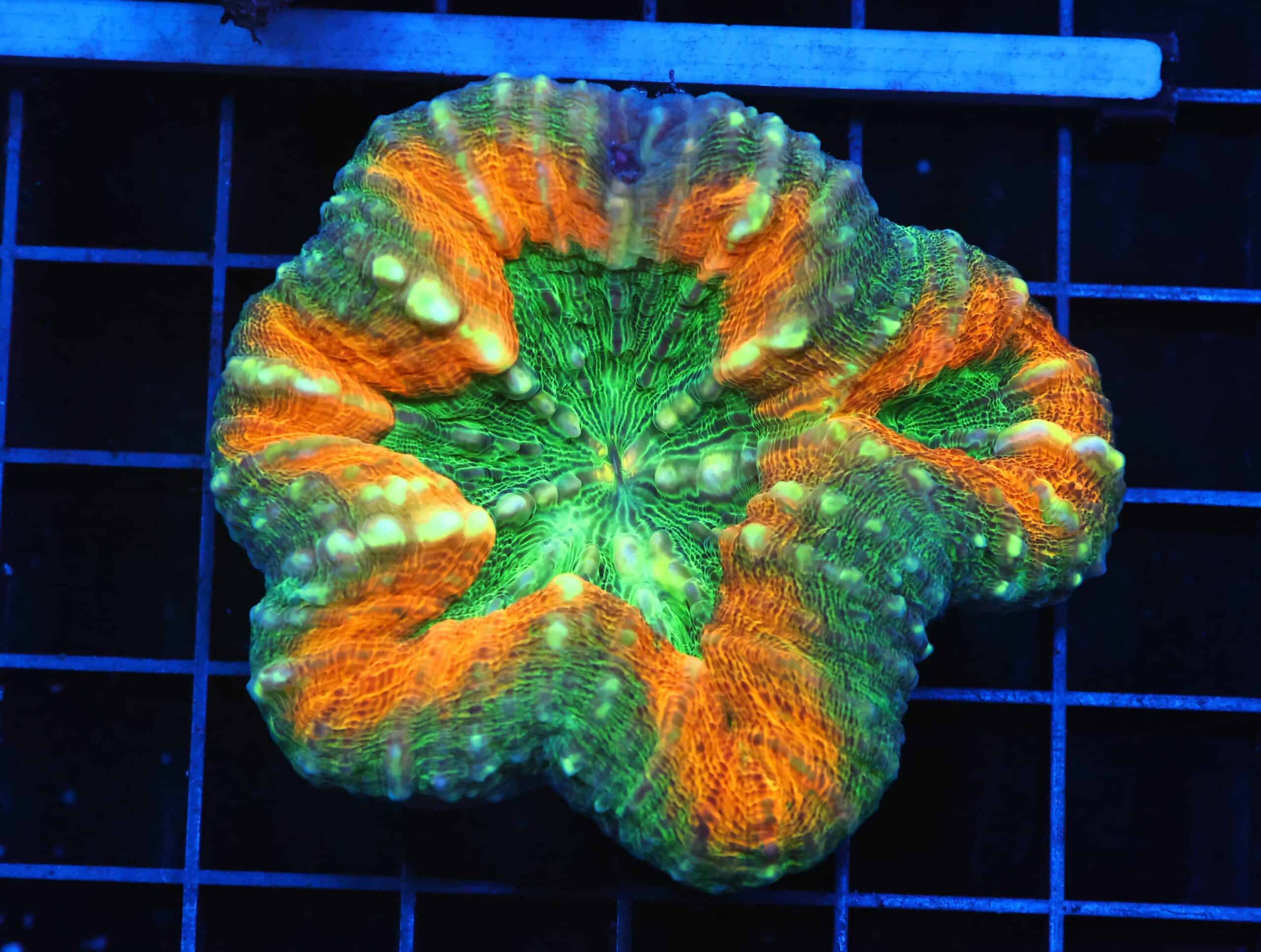 B10 -INDO GOLD RUSH LOBO