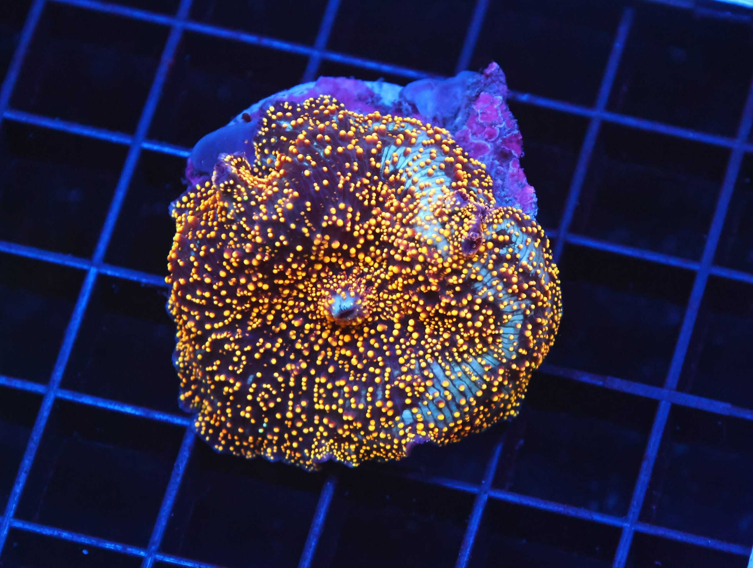 B106 - INTERSTELLAR DISCO MUSHROOM CULTURED