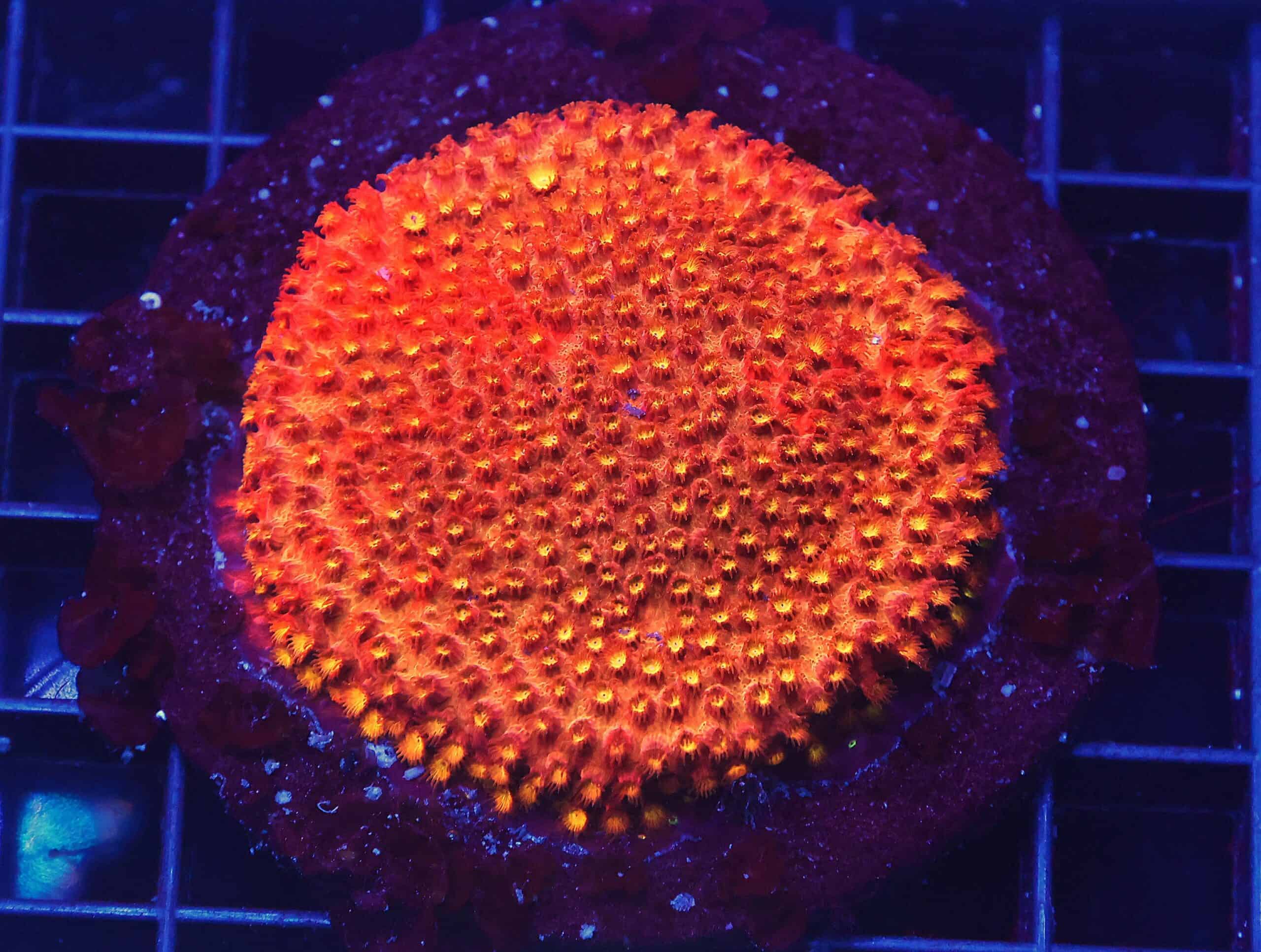 B109 - INDO BRIGHT ORANGE GRAFTED CYPHASTREA