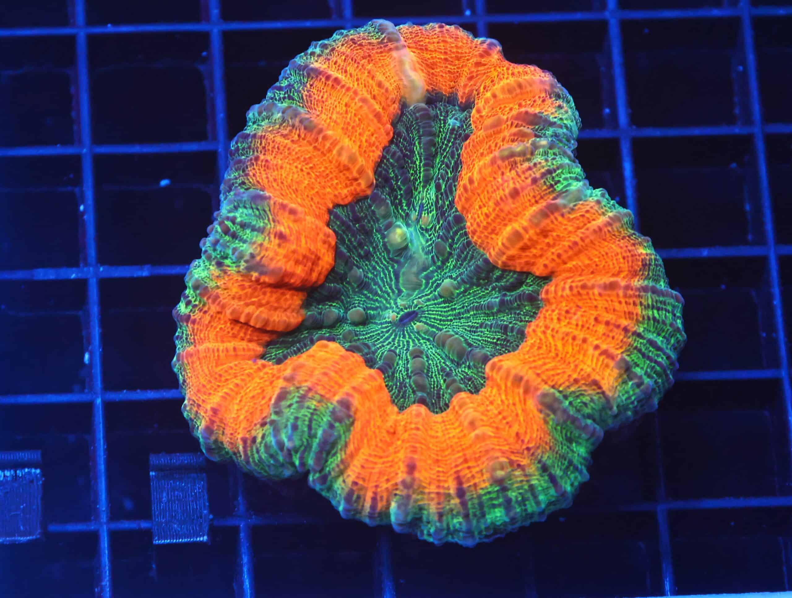 B110 - AUSSIE GOLD RUSH LOBO