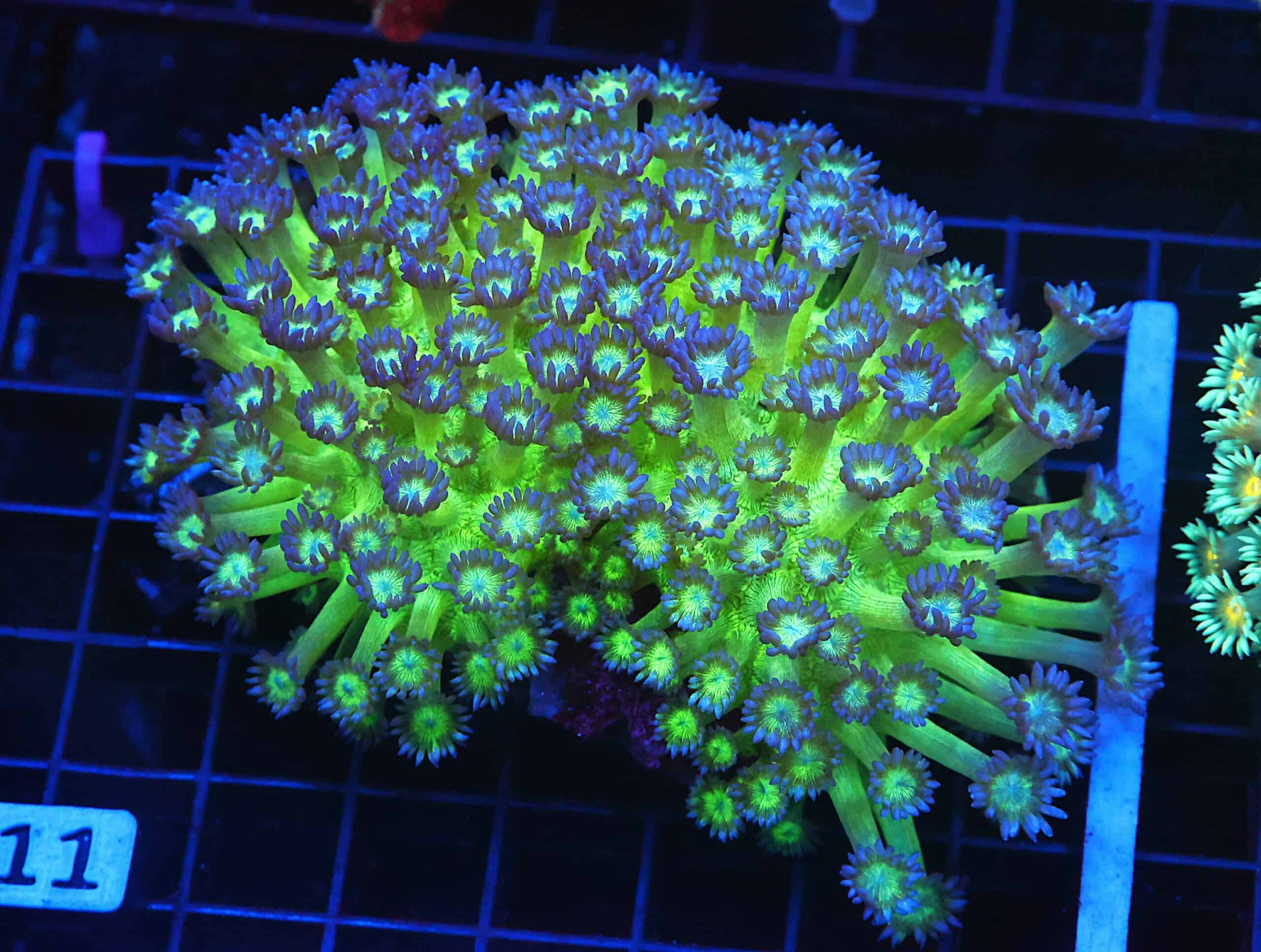 B111 - INDO GRAPE SPARKLES GONIOPORA