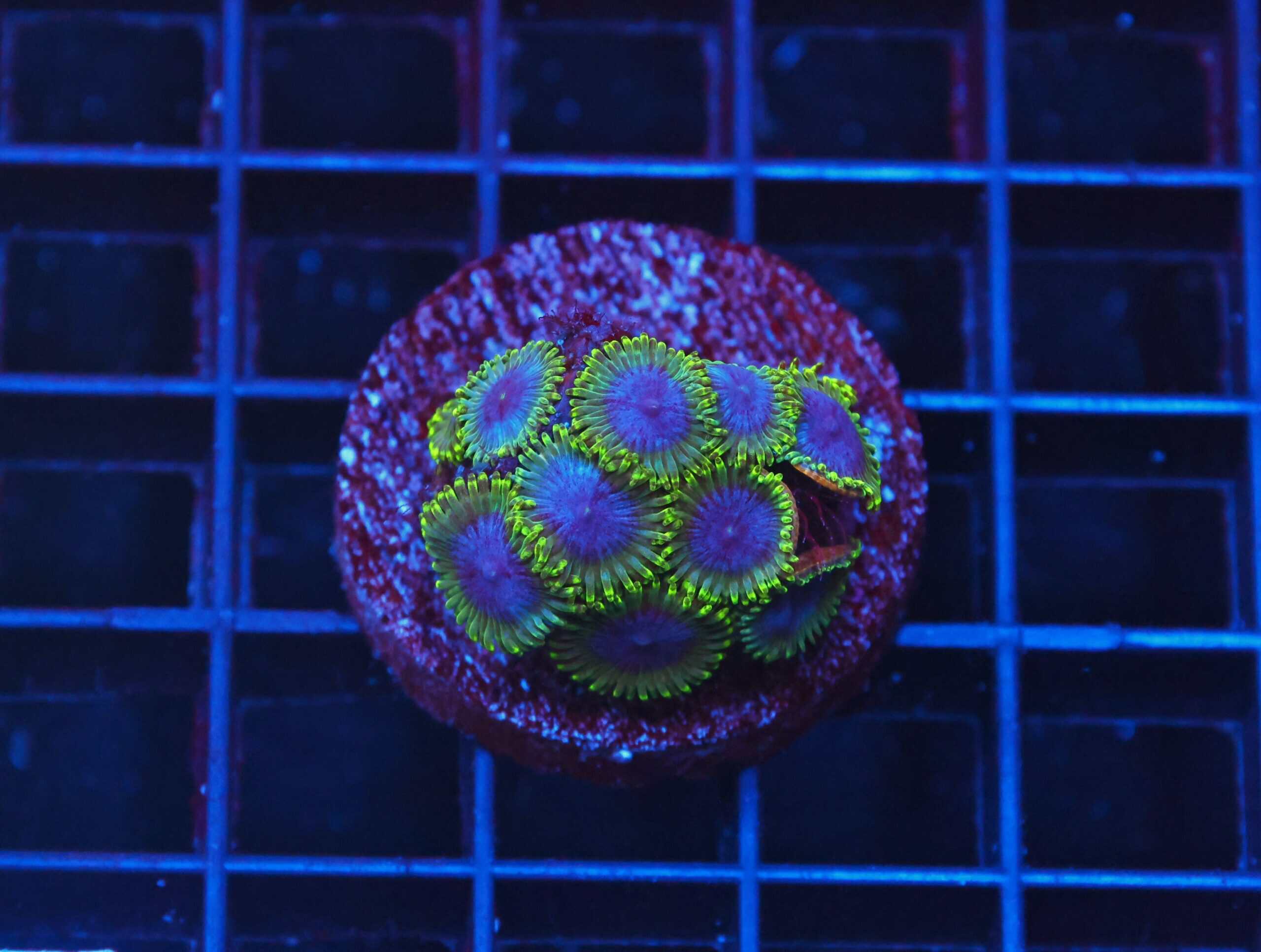 B113 - AUSSIE SINATRA ZOA CULTURED