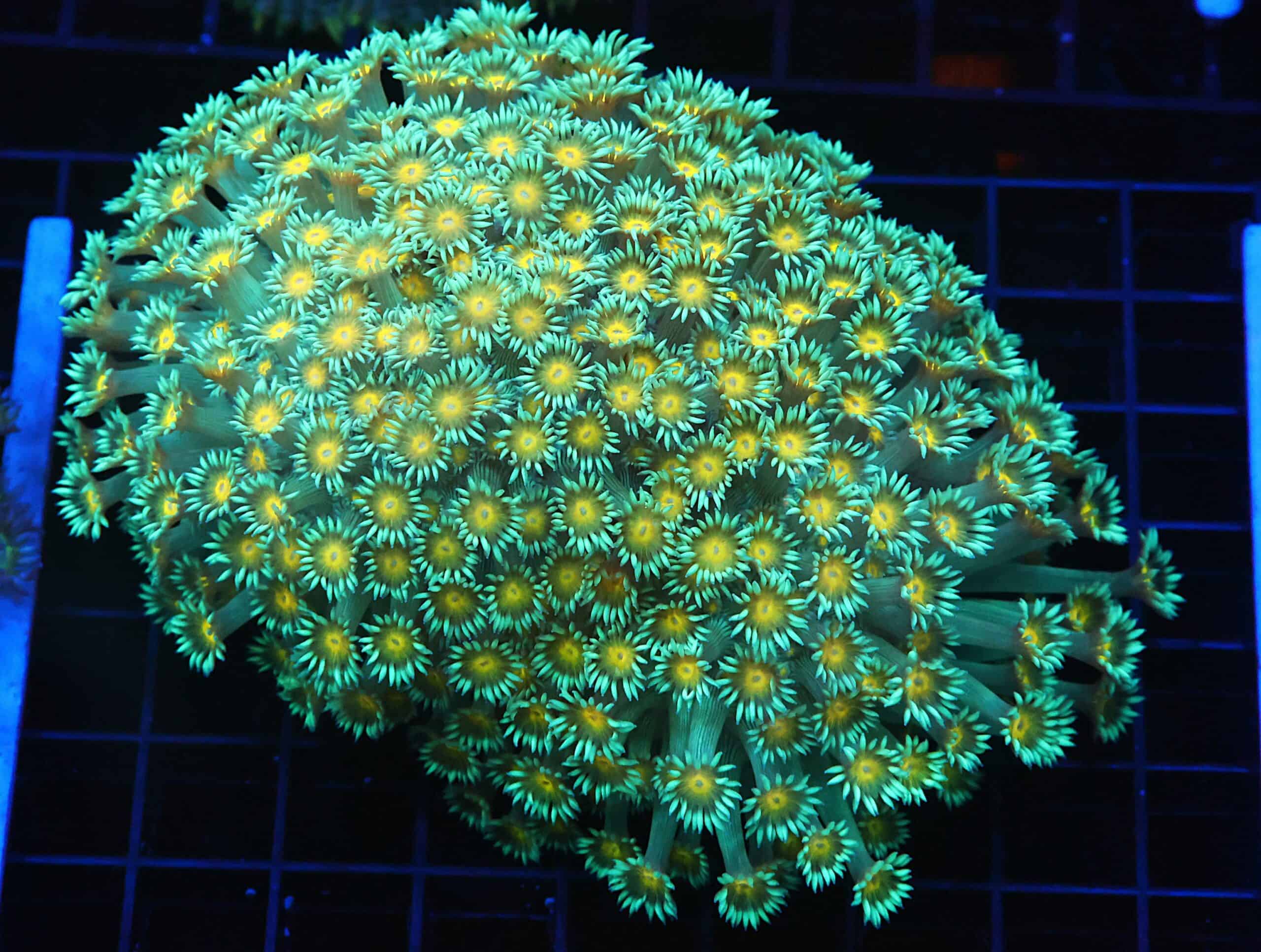 B112 - INDO YELLOW SNOWCONE GONIOPORA