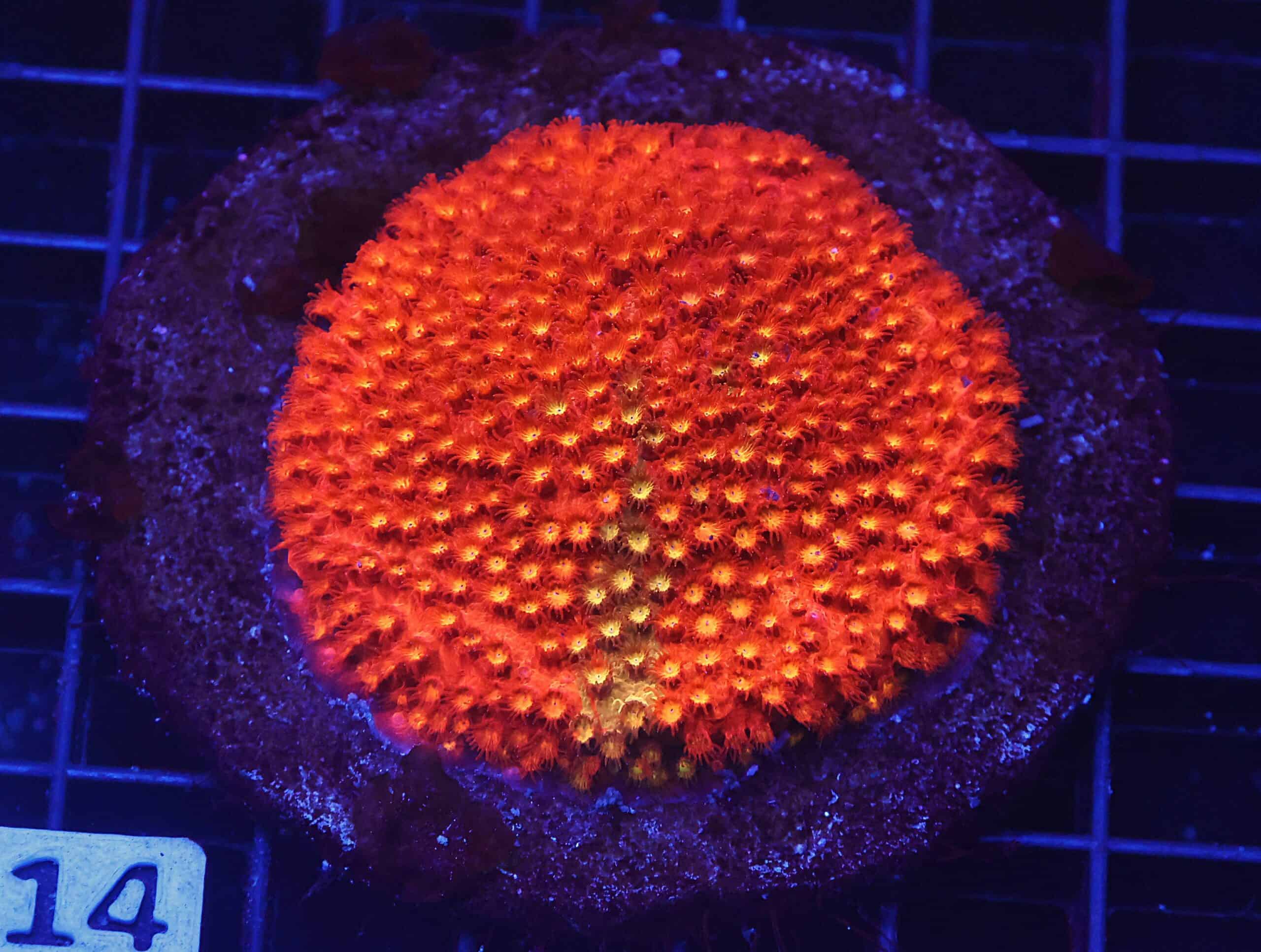 B114 - INDO BRIGHT ORANGE GRAFTED CYPHASTREA