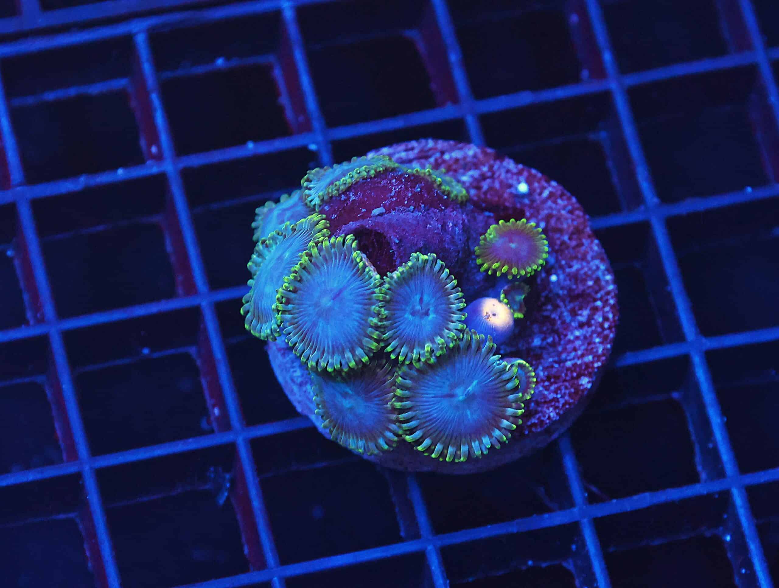 B115 - AUSSIE SINATRA ZOA CULTURED