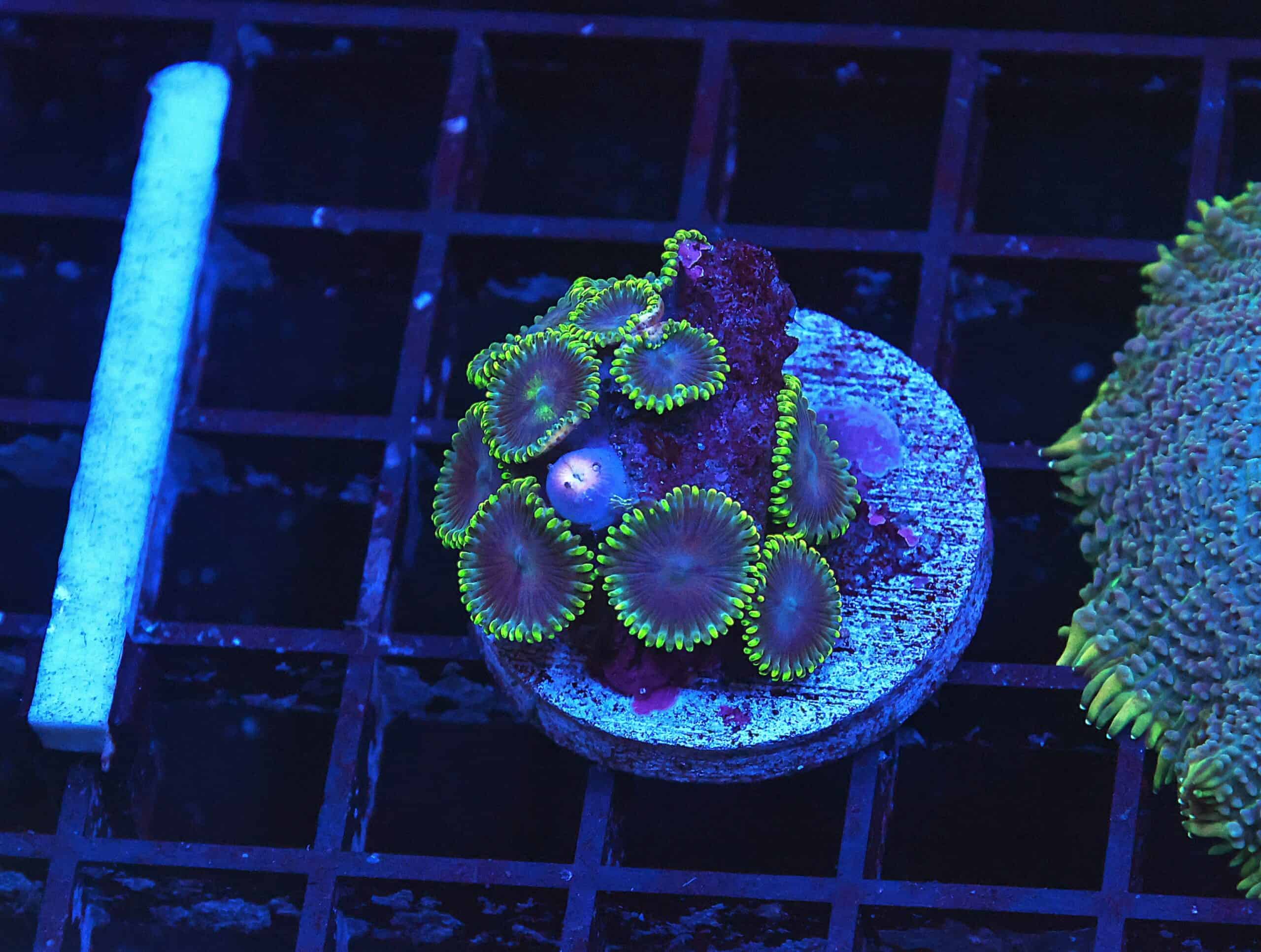 B118 - AUSSIE SINATRA ZOA CULTURED