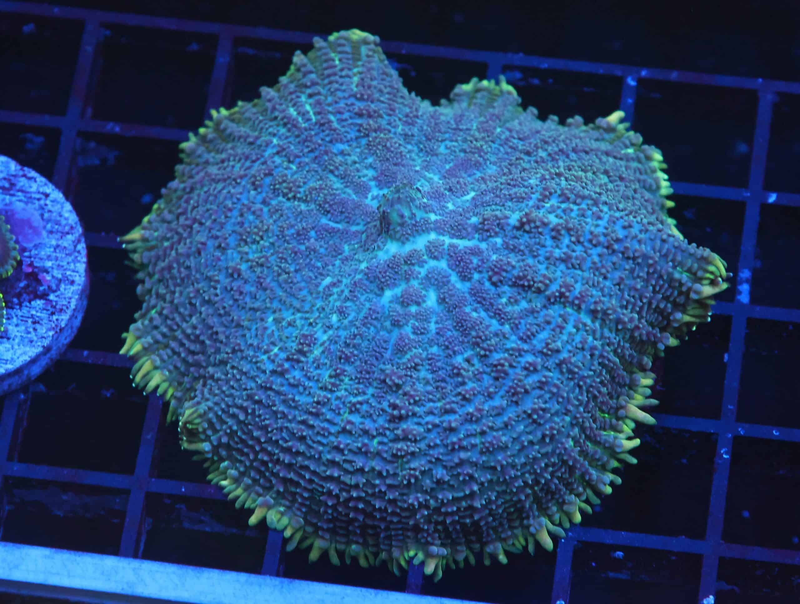 B117 - GOLD RIM RHODACTIS MUSHROOM LG