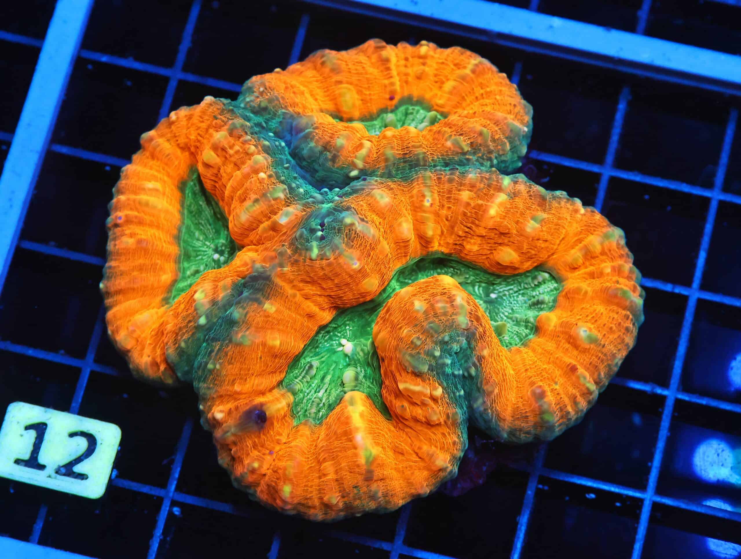 B12 -AUSSIE GOLD RUSH LOBO