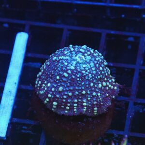 B119 - MOON DANCER BOUNCE RHODACTIS MUSHROOM