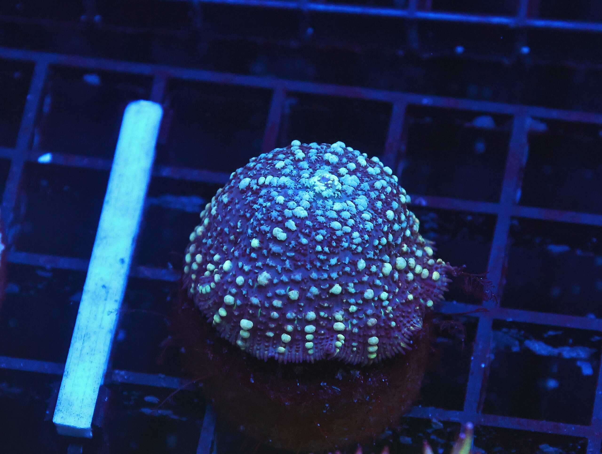 B119 - MOON DANCER BOUNCE RHODACTIS MUSHROOM