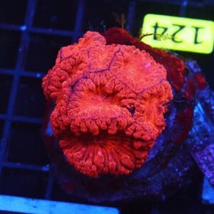 B124 - INDO RUBY RED BLASTO