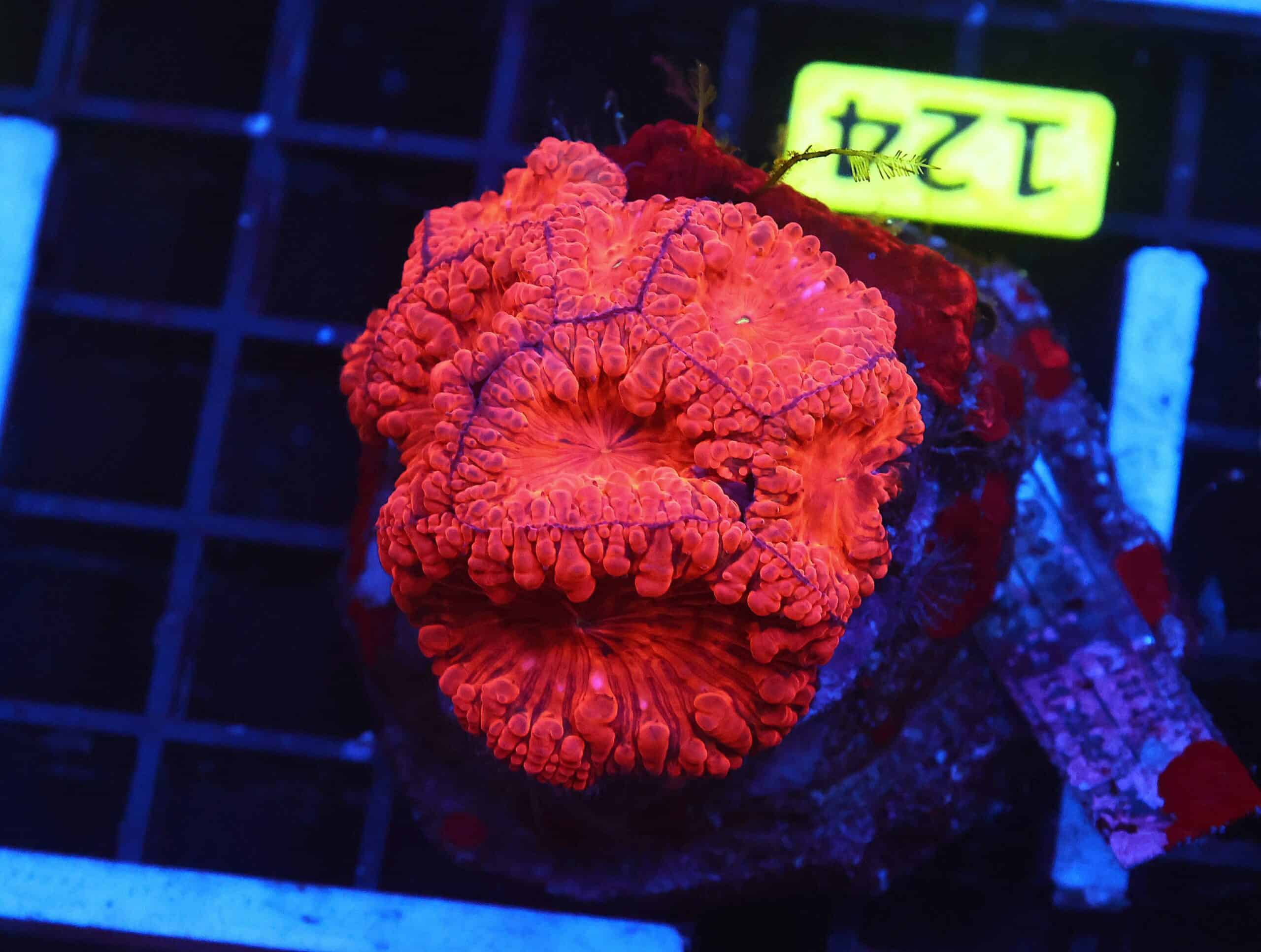 B124 - INDO RUBY RED BLASTO