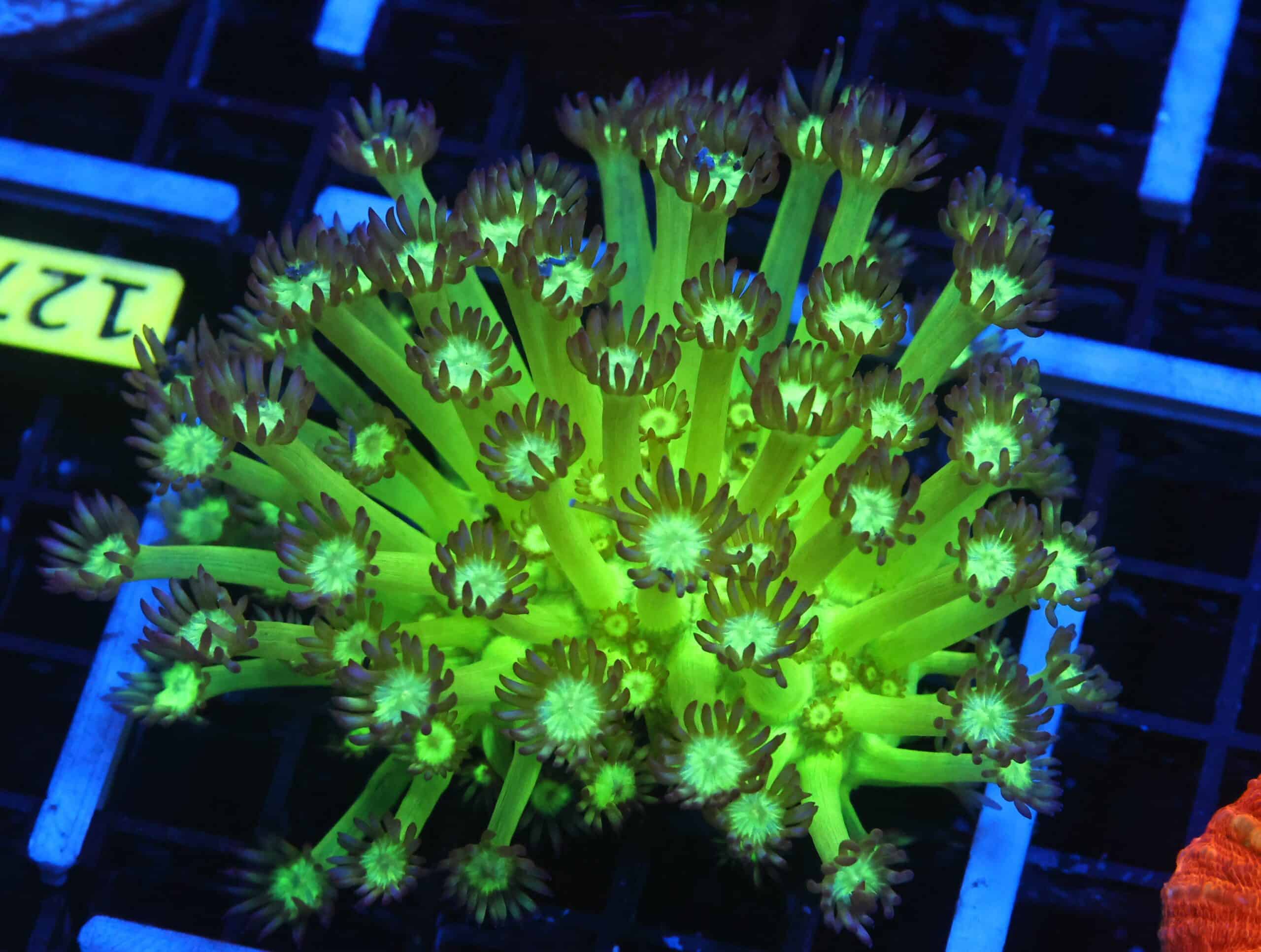 B126 - INDO GRAPE SPARKLES GONIOPORA