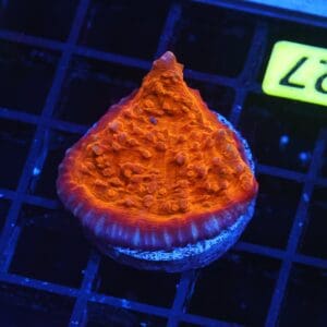 B127 - AUSSIE GOLD CHALICE CULTURED