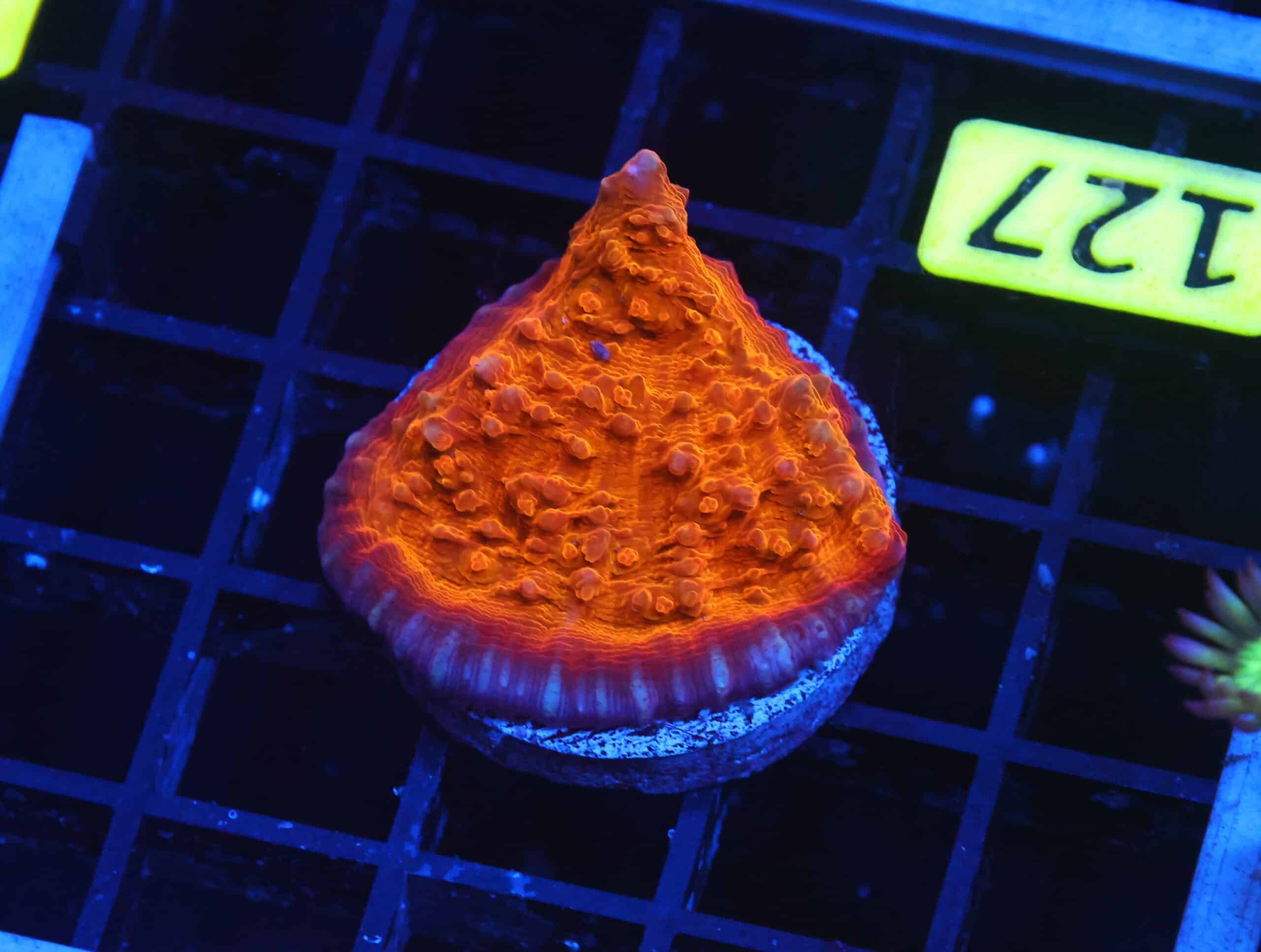 B127 - AUSSIE GOLD CHALICE CULTURED