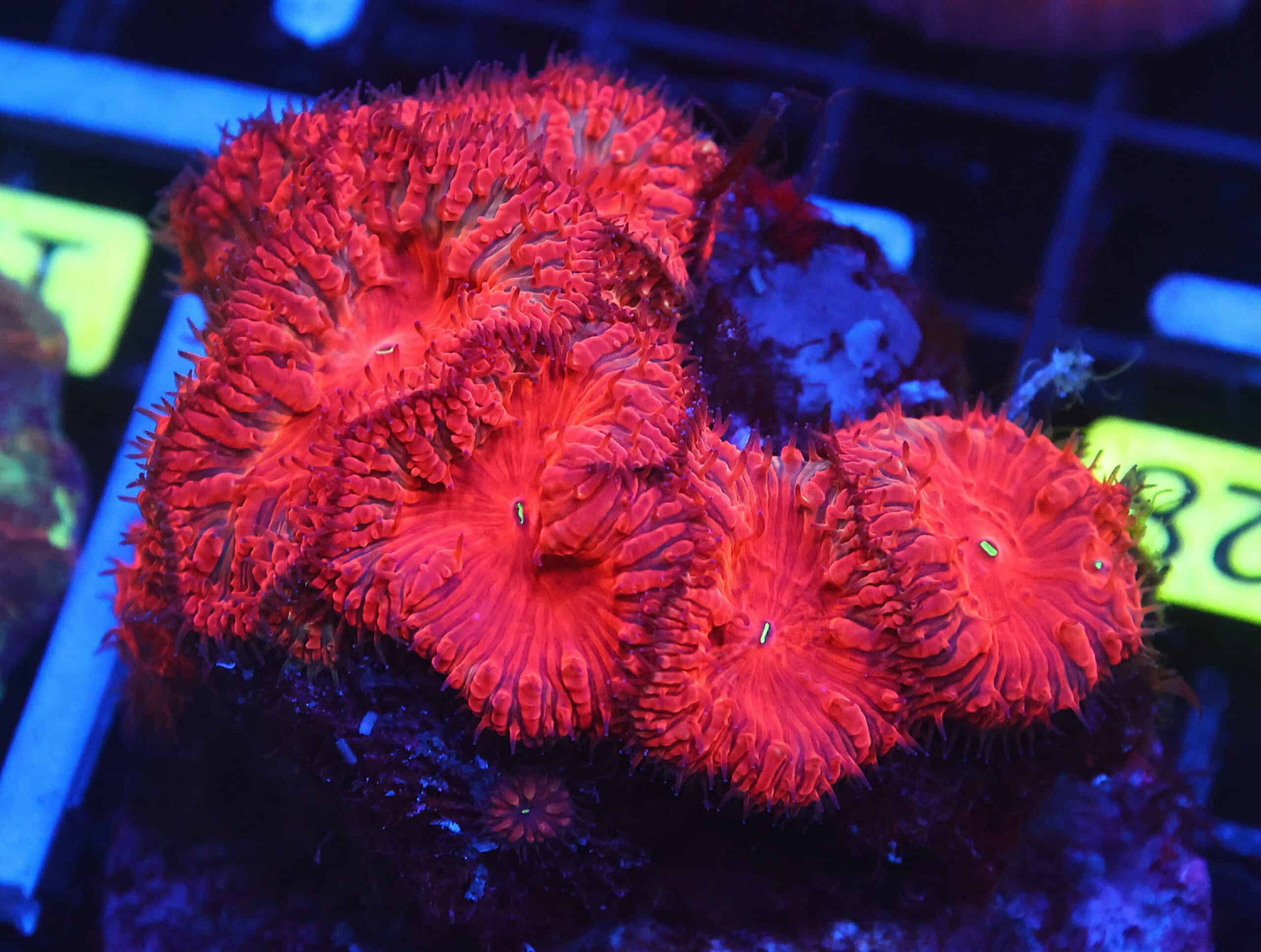 B128 - INDO RUBY RED BLASTO