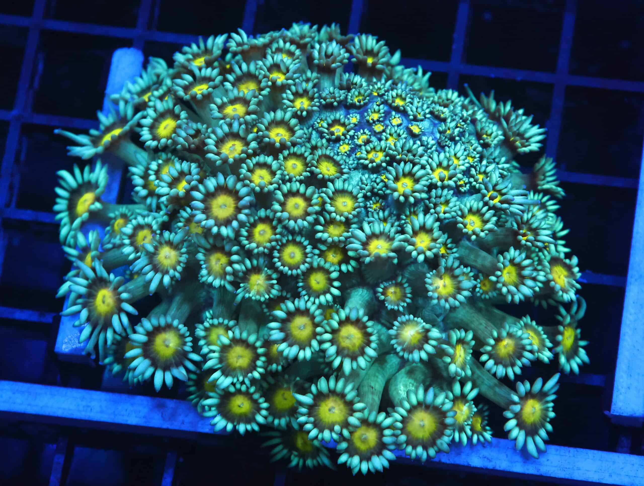 B132 - INDO YELLOW SNOWCONE GONIOPORA