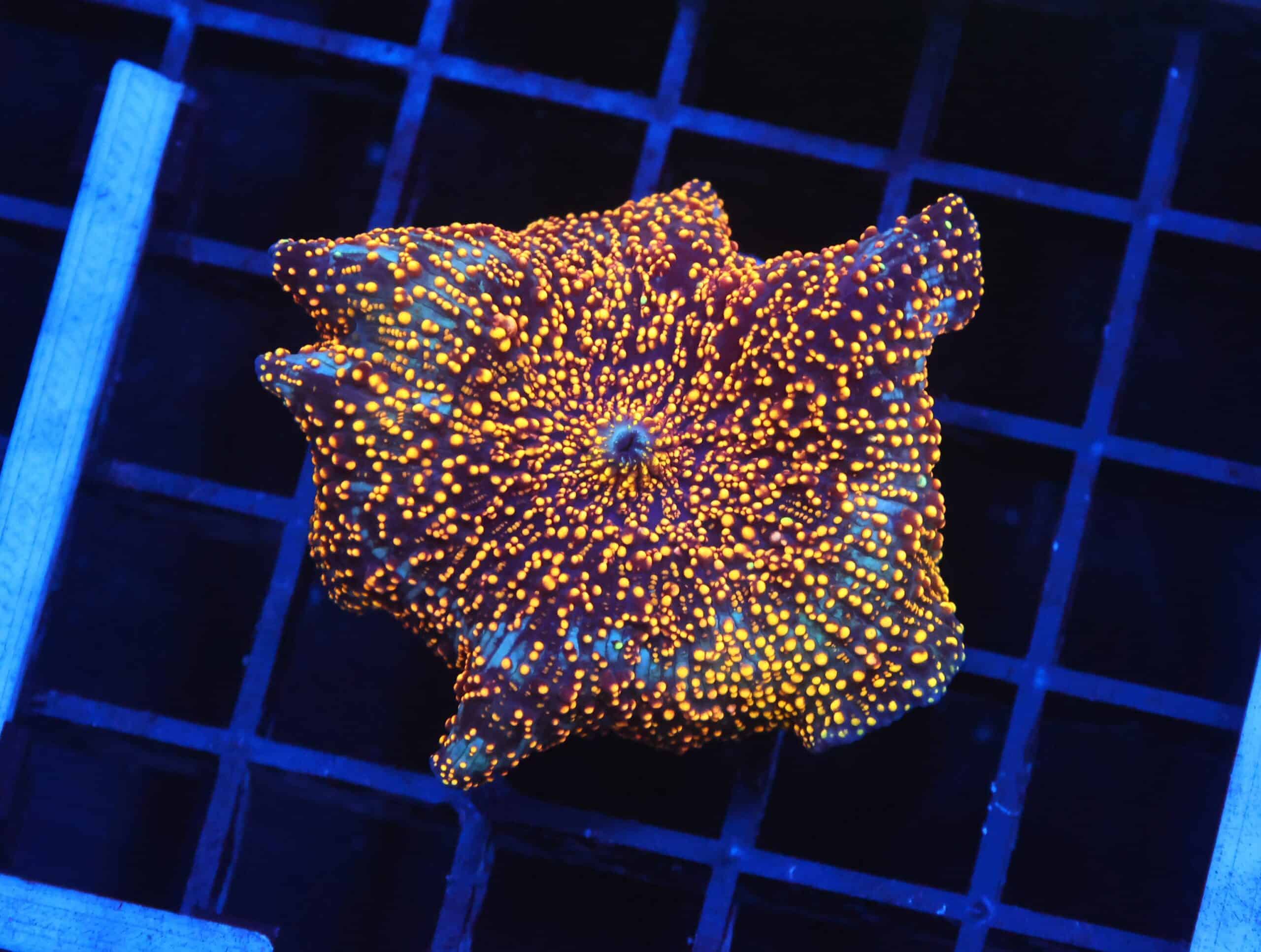 B139 - INTERSTELLAR DISCO MUSHROOM CULTURED