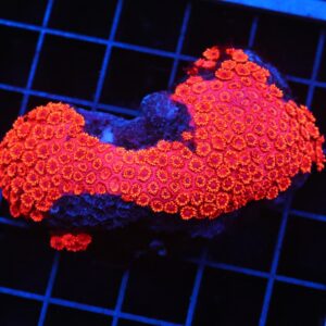 B14 -INDO RED HOT GONIOPORA