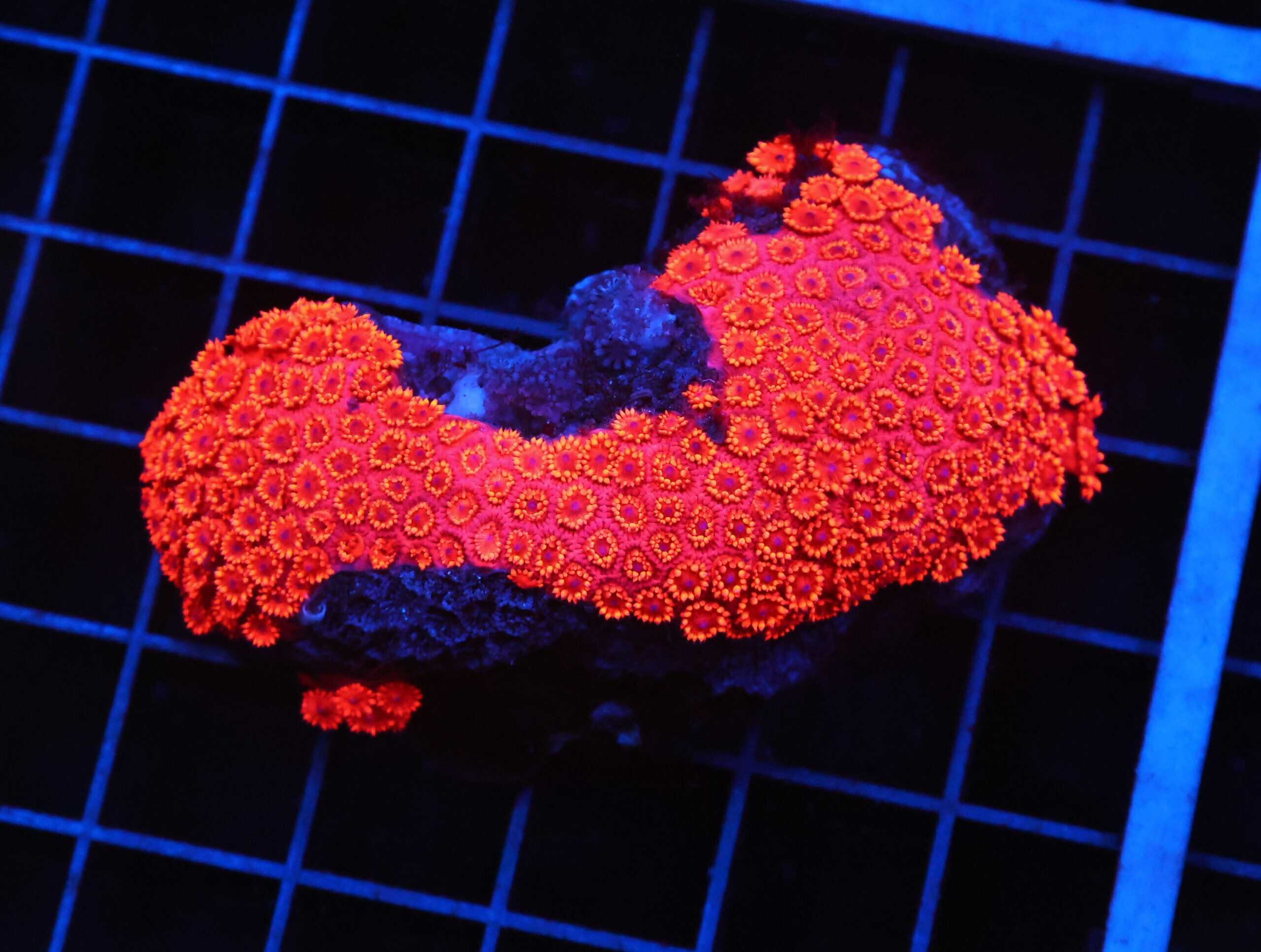 B14 -INDO RED HOT GONIOPORA