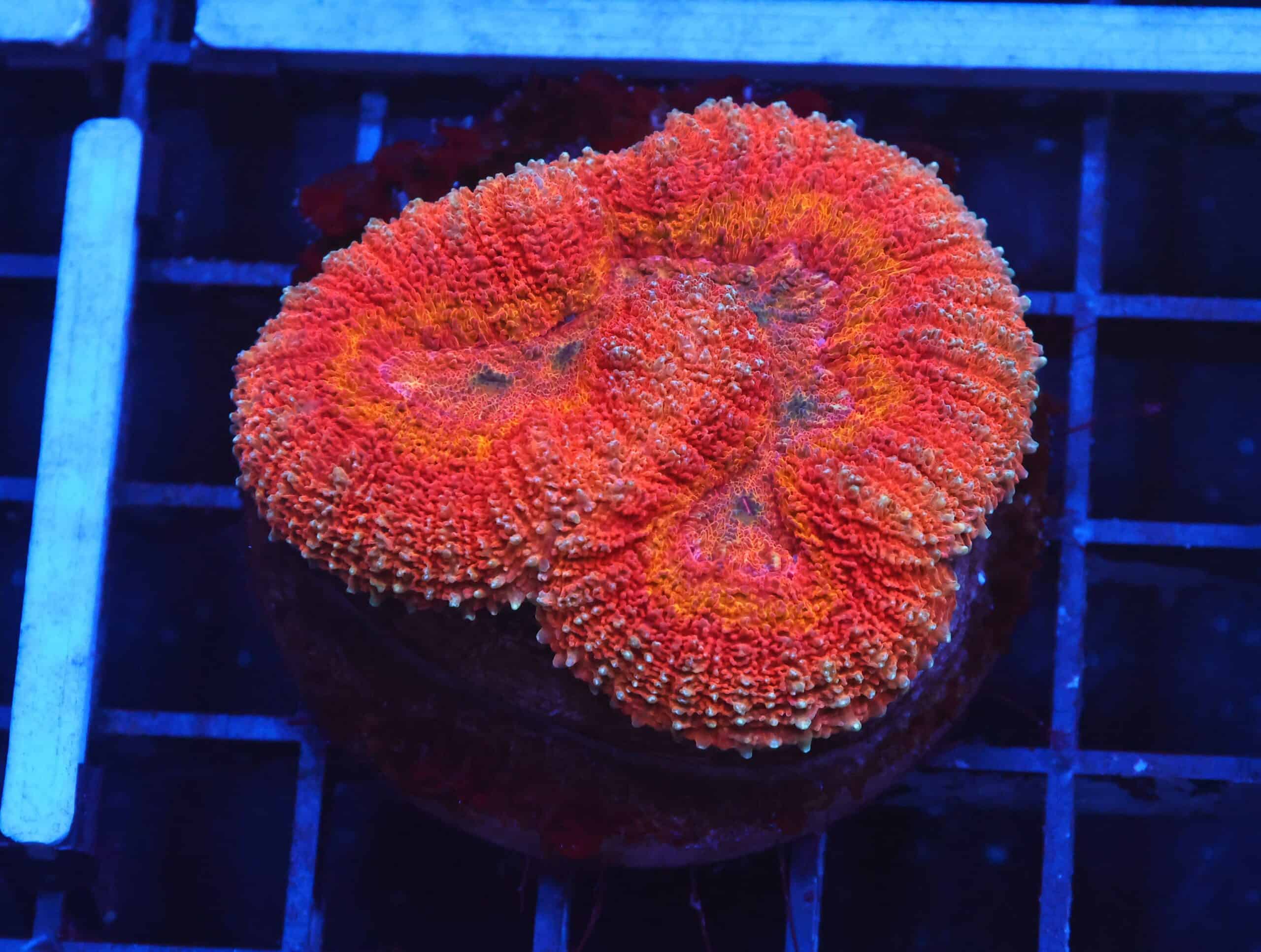 B140 - INDO DRAGON FIRE SYMPHYLLIA