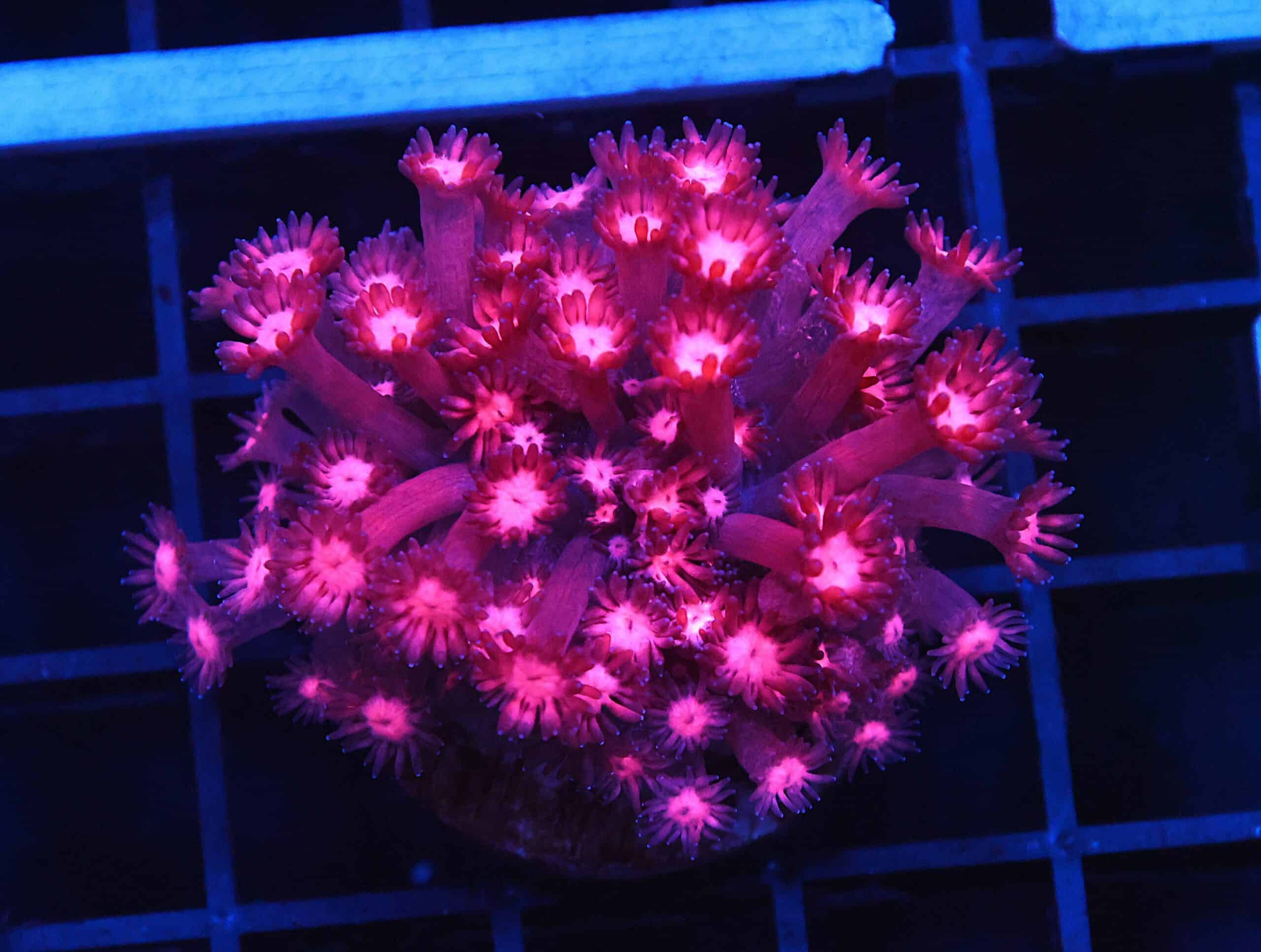 B145 - INDO CHERRY BLOSSOM GONIOPORA