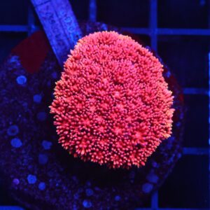 B147 - INDO PINK LADY GONIOPORA