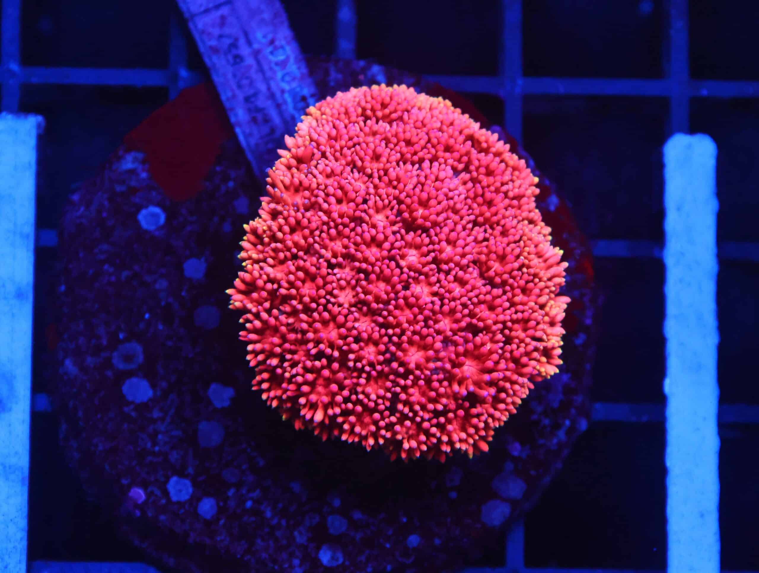 B147 - INDO PINK LADY GONIOPORA