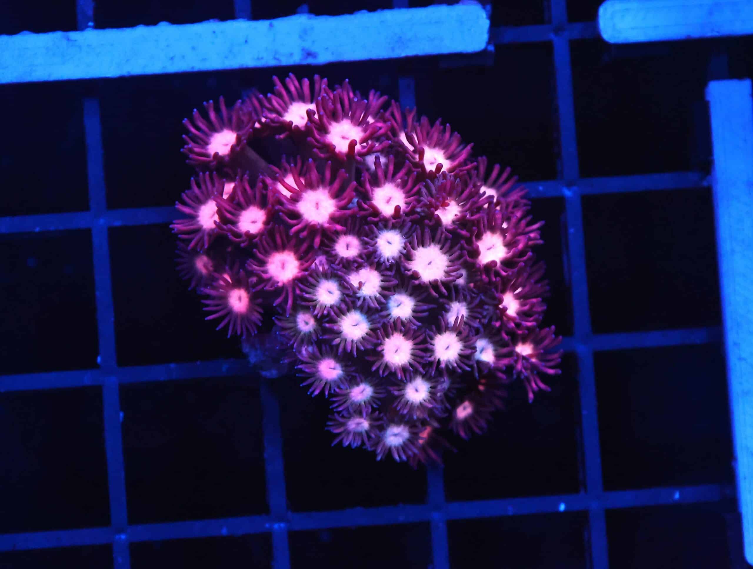 B152 - INDO CHERRY BLOSSOM GONIOPORA