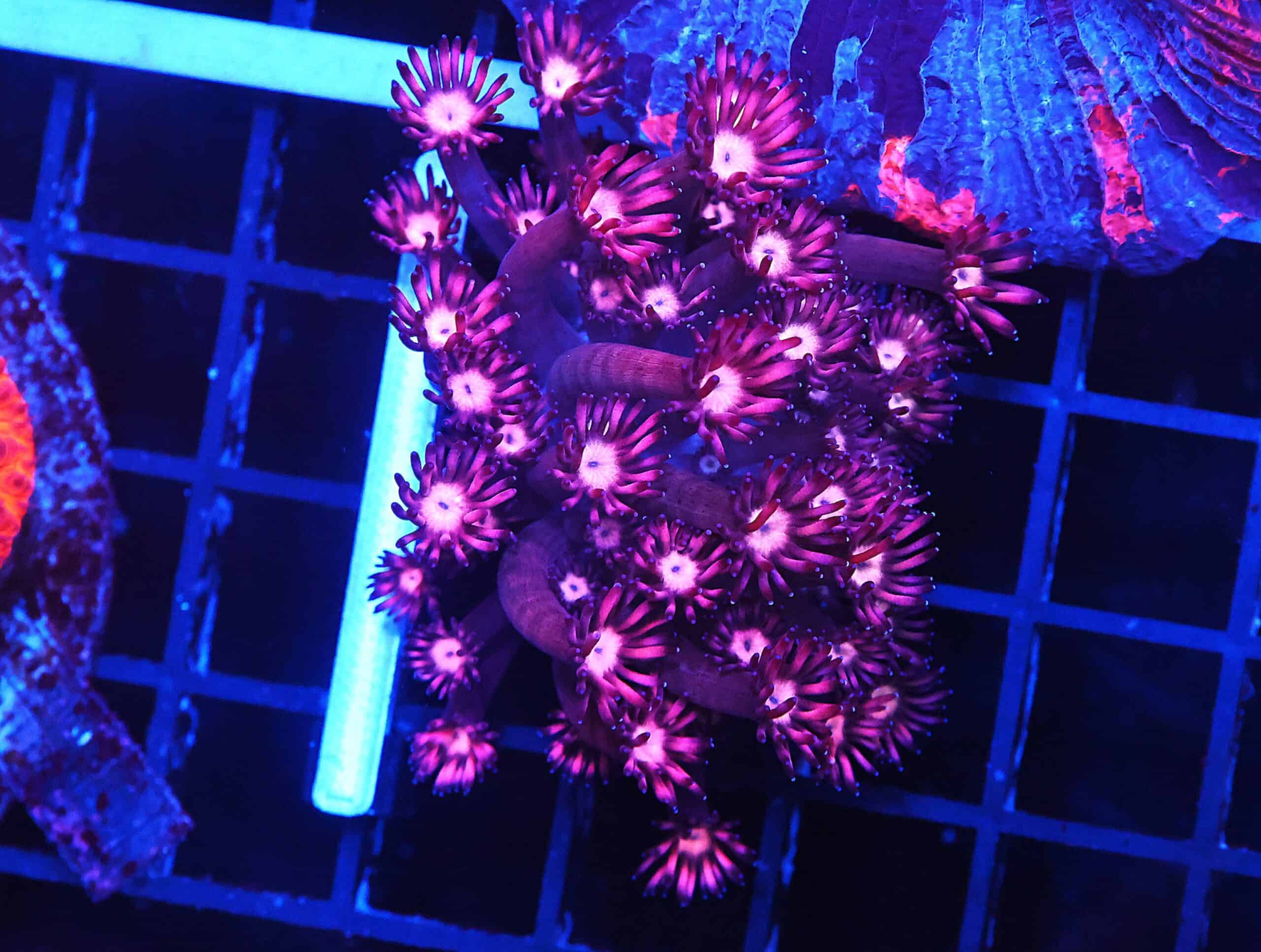 B156 - INDO CHERRY BLOSSOM GONIOPORA