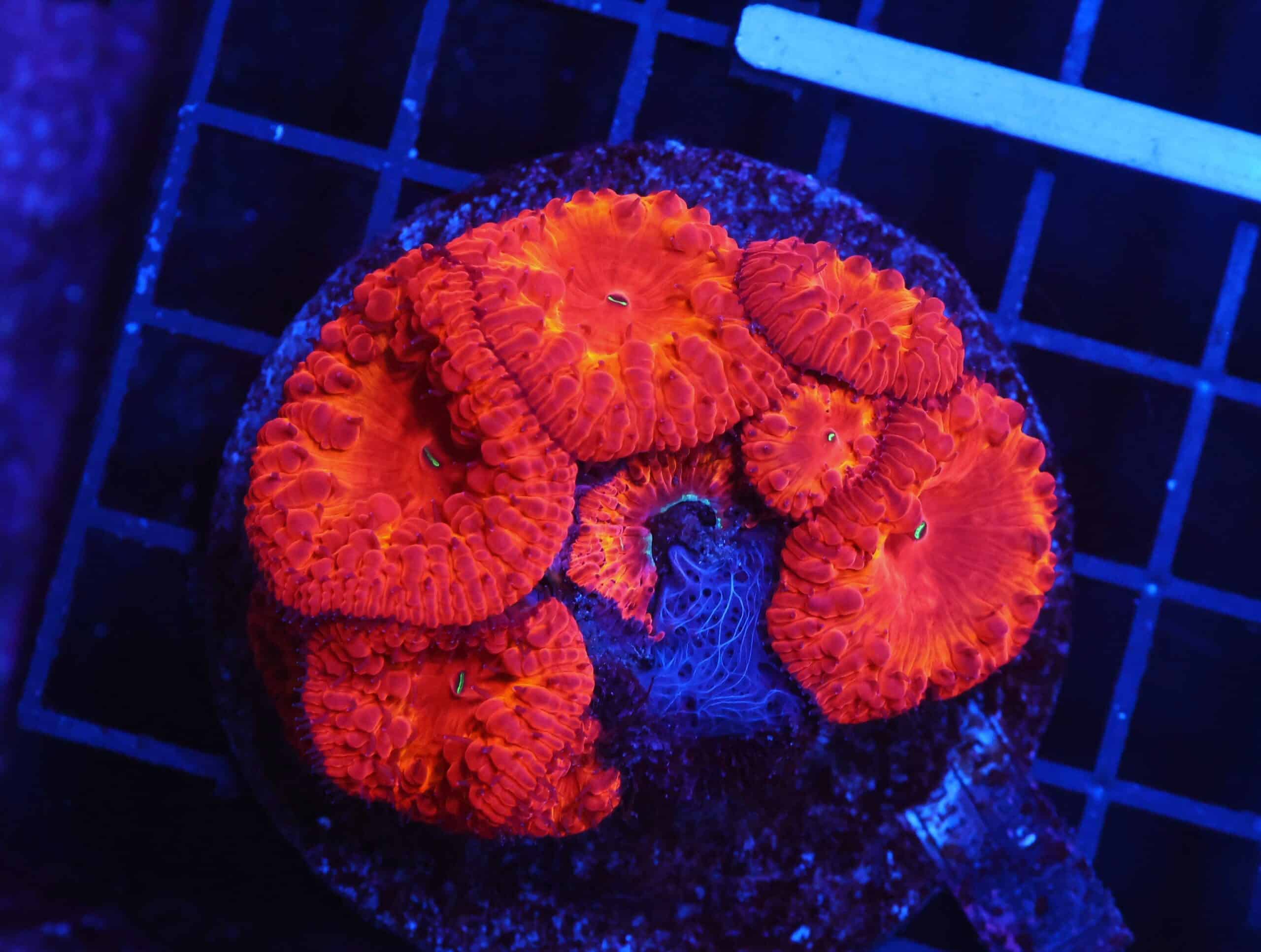 B157 - INDO FIRE FLAME BLASTO