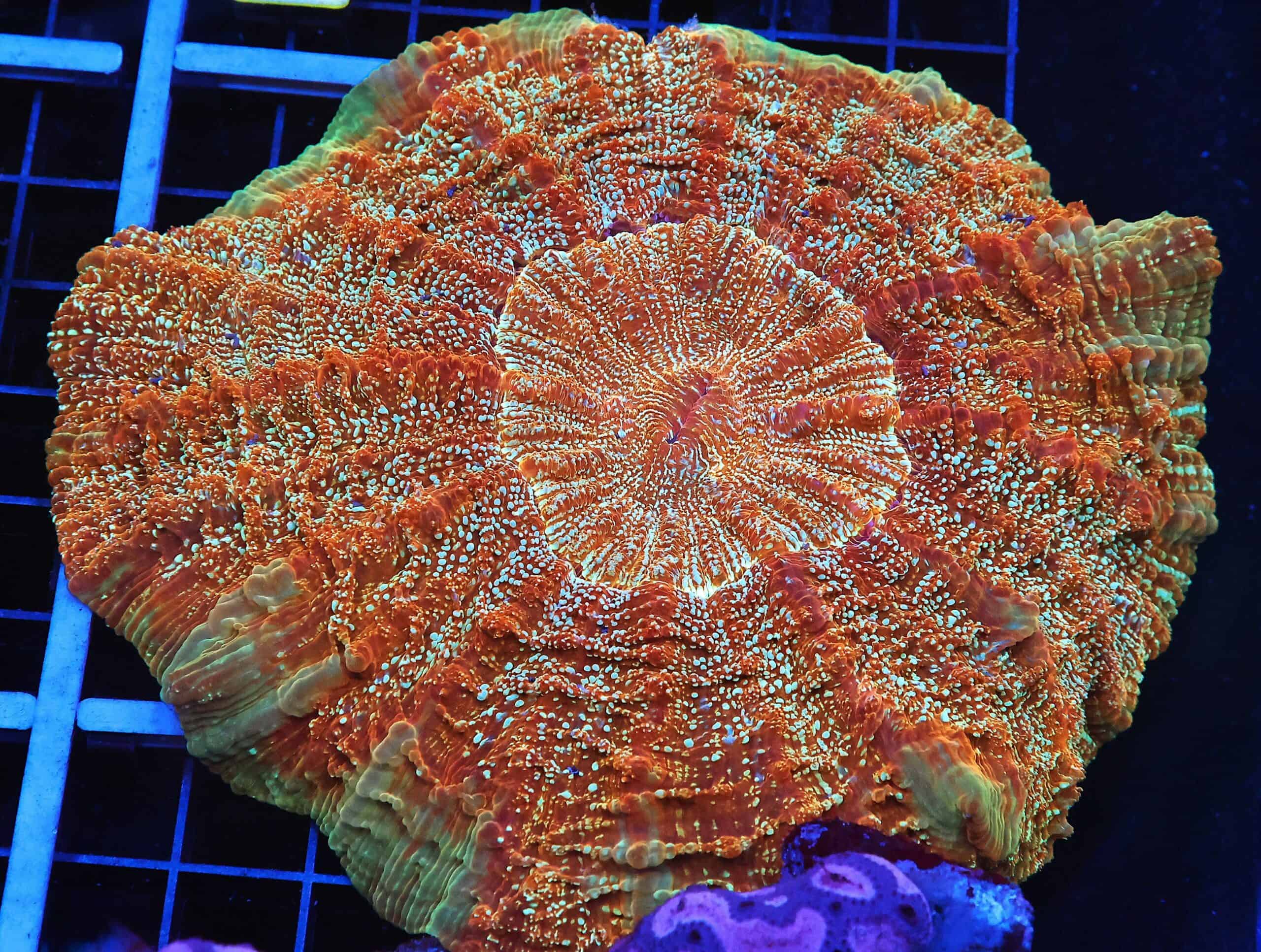 B20 -MALAYSIAN GOLD DANCER ACANTHOPHYLLIA