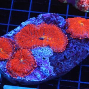 B23 -FLORIDA ORANGE RHODACTIS MUSHROOM