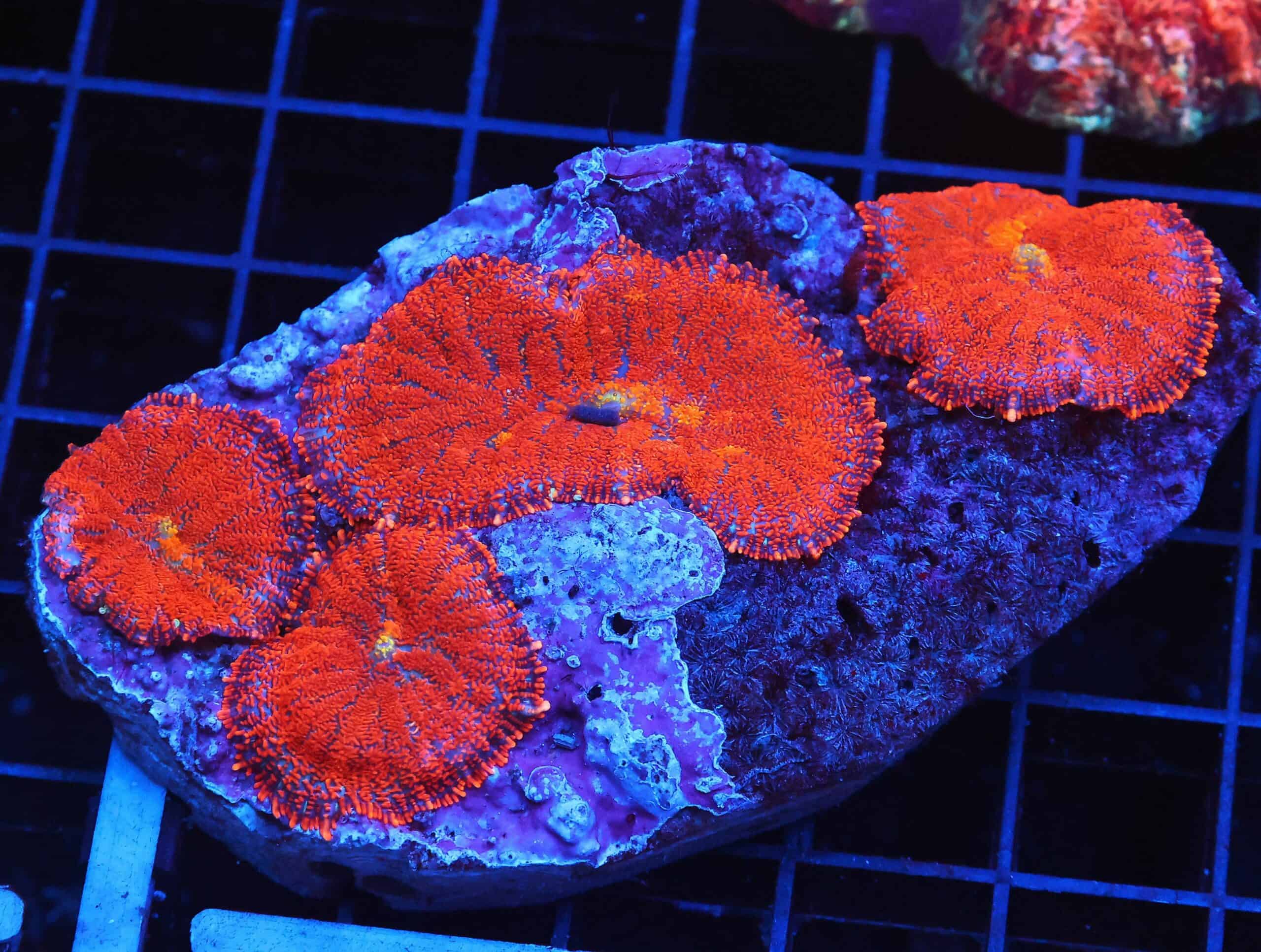 B23 -FLORIDA ORANGE RHODACTIS MUSHROOM