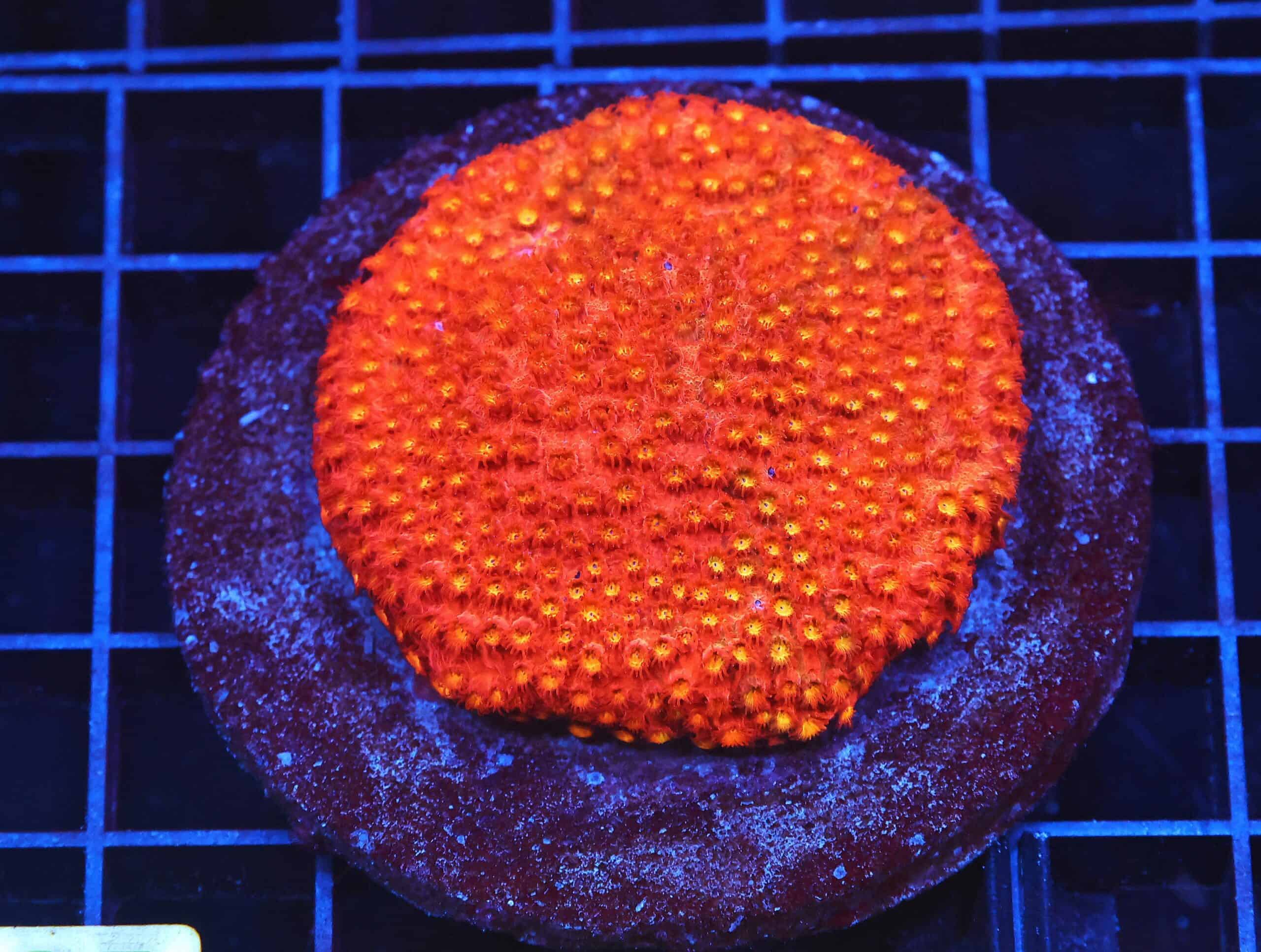 B25 -INDO BRIGHT ORANGE GRAFTED CYPHASTREA