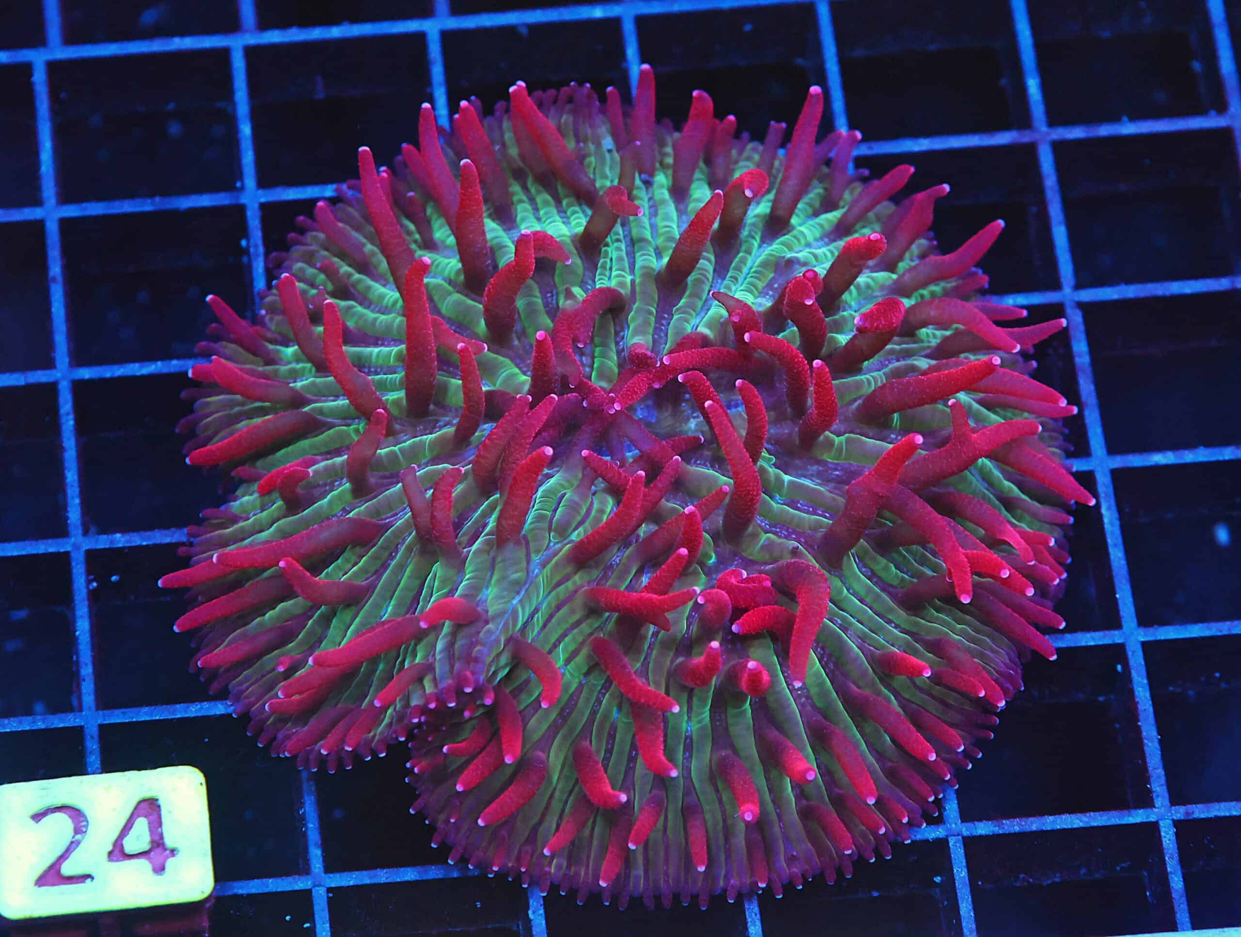 B24 -INDO WATERMELON JOLLY RANCHER DIASERIS