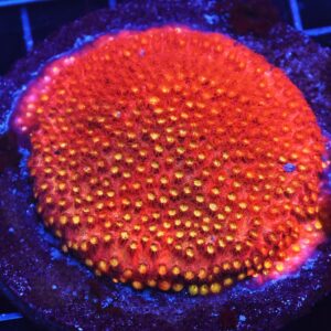 B27 -INDO BRIGHT ORANGE GRAFTED CYPHASTREA